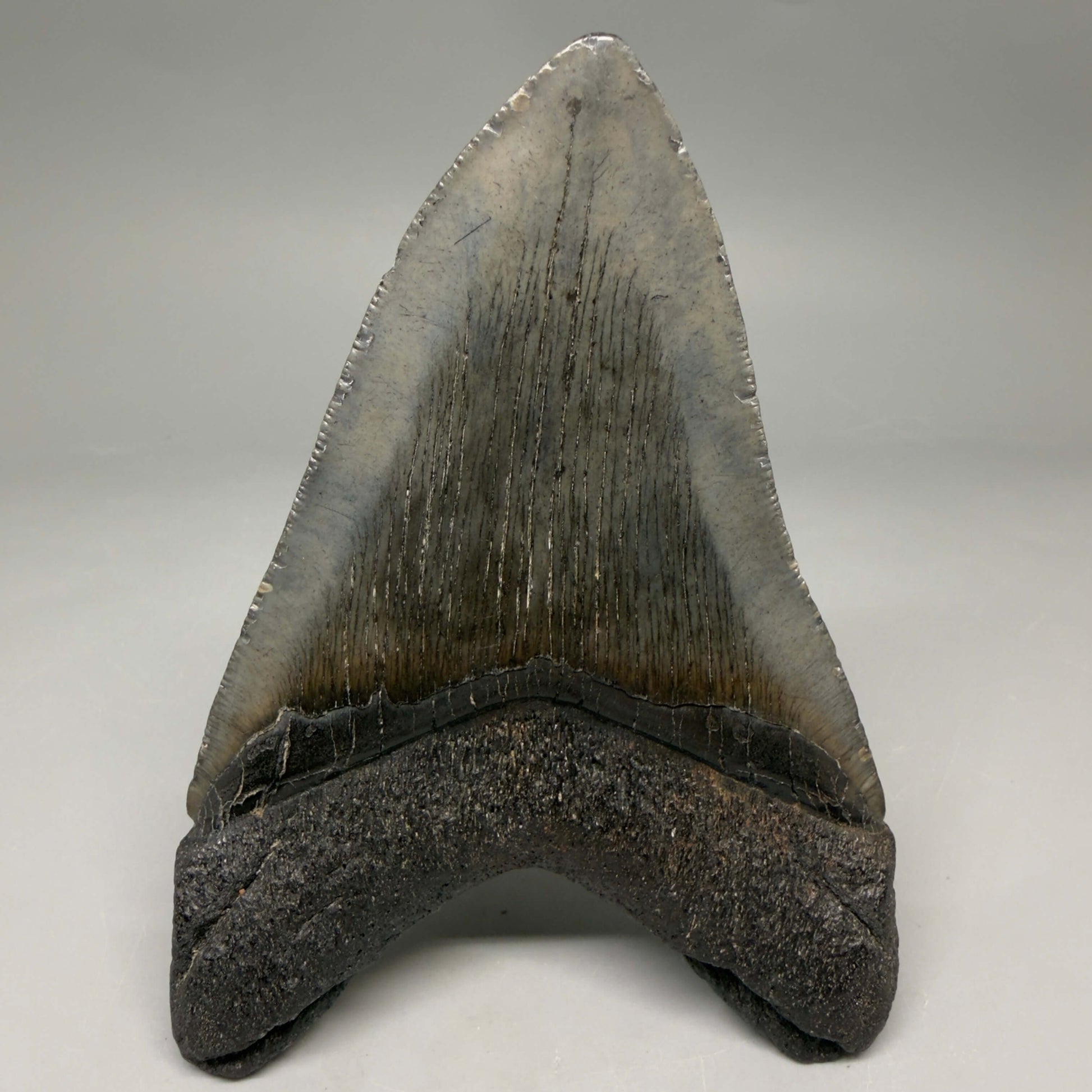 Back View Authentic 4.72" Megalodon Tooth from South Carolina – Great Shape megalodonteeth.com CM6673
