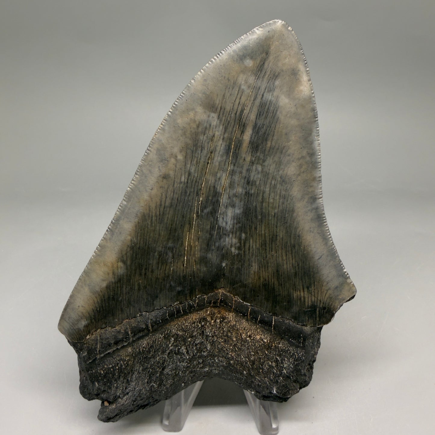 Back View Authentic 4.90" Megalodon Tooth from South Carolina – Great Shape megalodonteeth.com CM6674