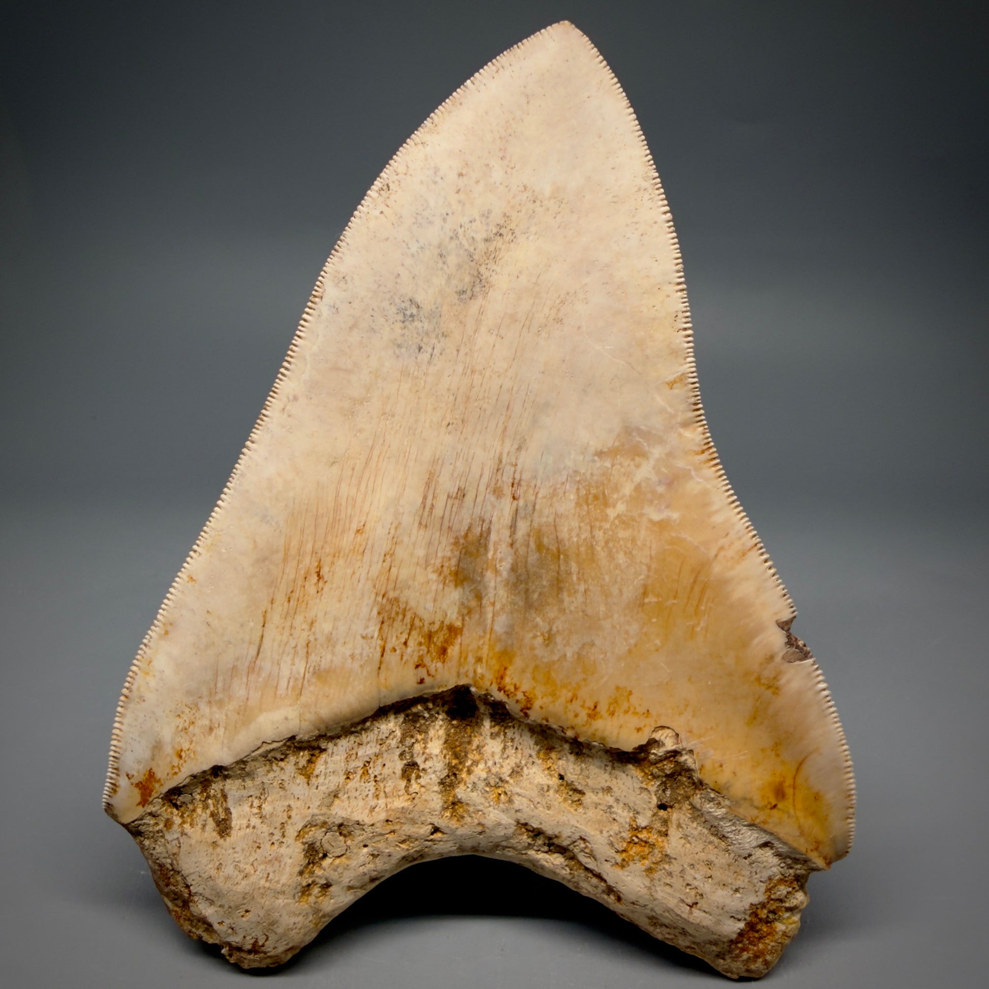 Back View Authentic, Collector's Quality 5.11″ Light colors Megalodon Tooth – West Java Indonesia CM6424 