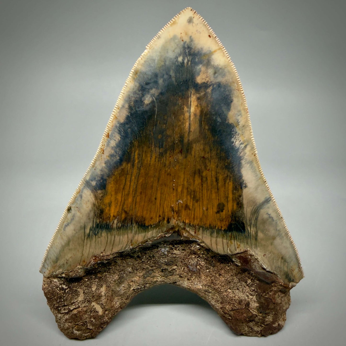 Back View Authentic, Collector's quality 5.25″ Colorful Megalodon Tooth – West Java Indonesia MJ181