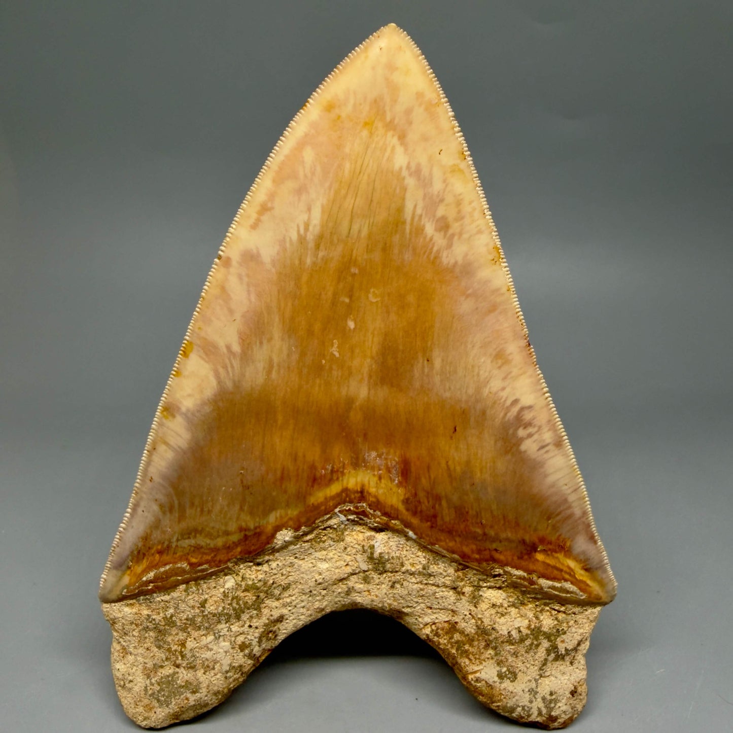 Back View Authentic, Collector's quality 5.83″ Colorful Megalodon Tooth – West Java Indonesia MJ183