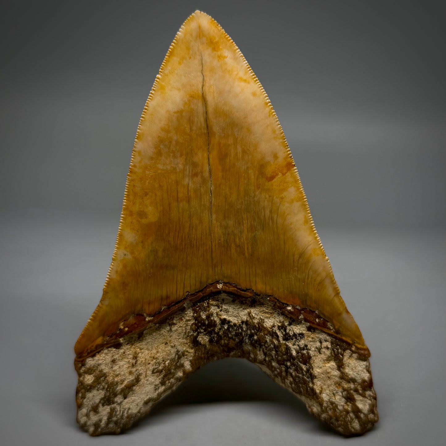 Back View Authentic, Collector's quality Lower 5.23″ Colorful Megalodon Tooth – West Java Indonesia megalodontooth.com CM6745 
