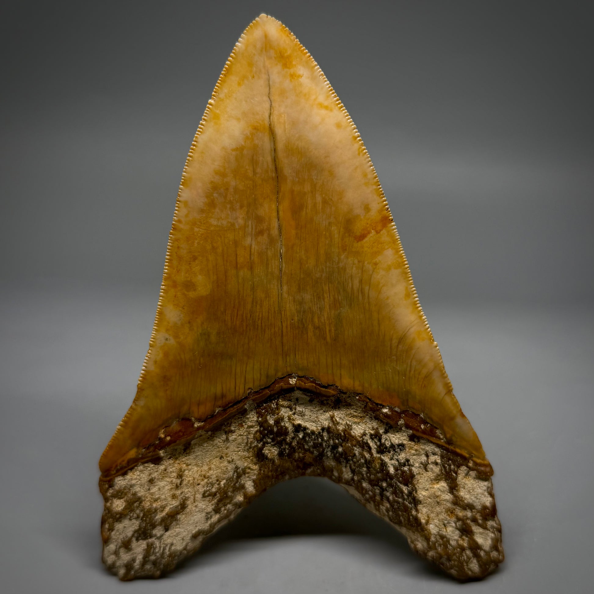 Back View Authentic, Collector's quality Lower 5.23″ Colorful Megalodon Tooth – West Java Indonesia megalodontooth.com CM6745 