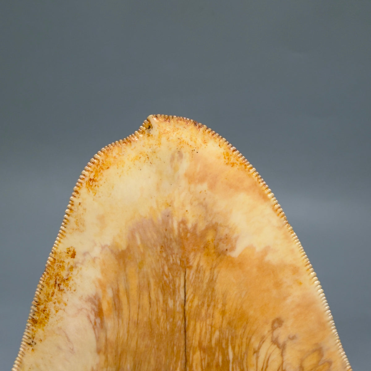 Back View Authentic, Collector's quality deformed 5.62″ Colorful Megalodon Tooth – West Java Indonesia megalodonteeth.com CM674