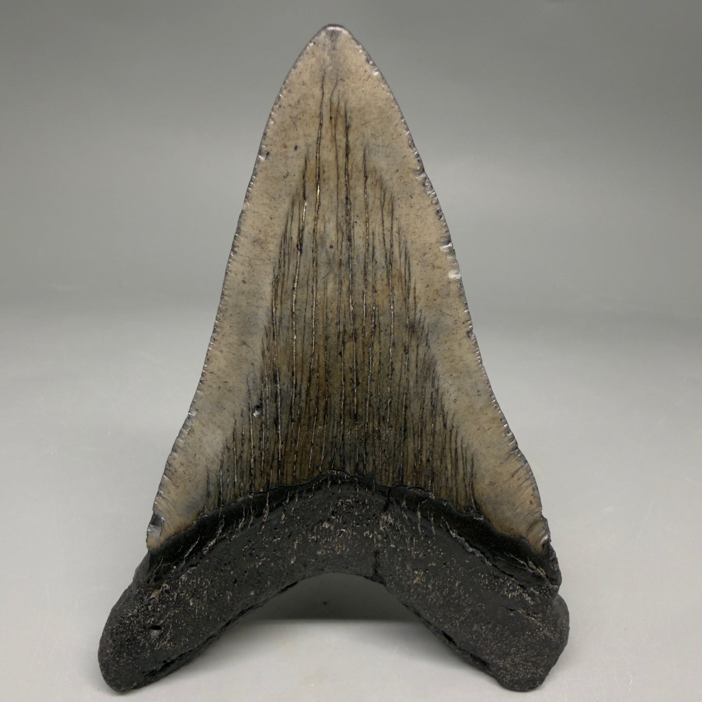 Back View Authentic lower 4.12" Megalodon Tooth from South Carolina – Great Shape megalodonteeth.com CM6668