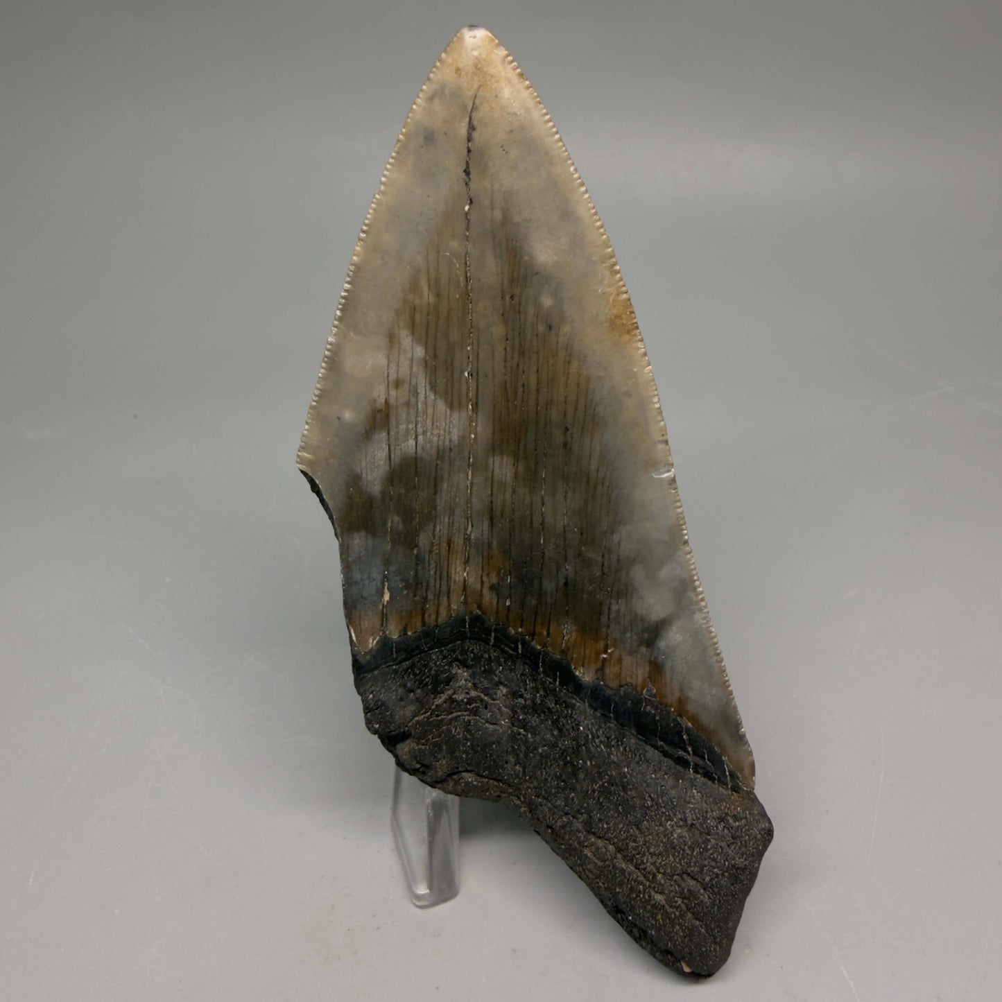 Back View Authentic lower 4.50" Megalodon Tooth from South Carolina – Great Shape megalodonteeth.com CM6664