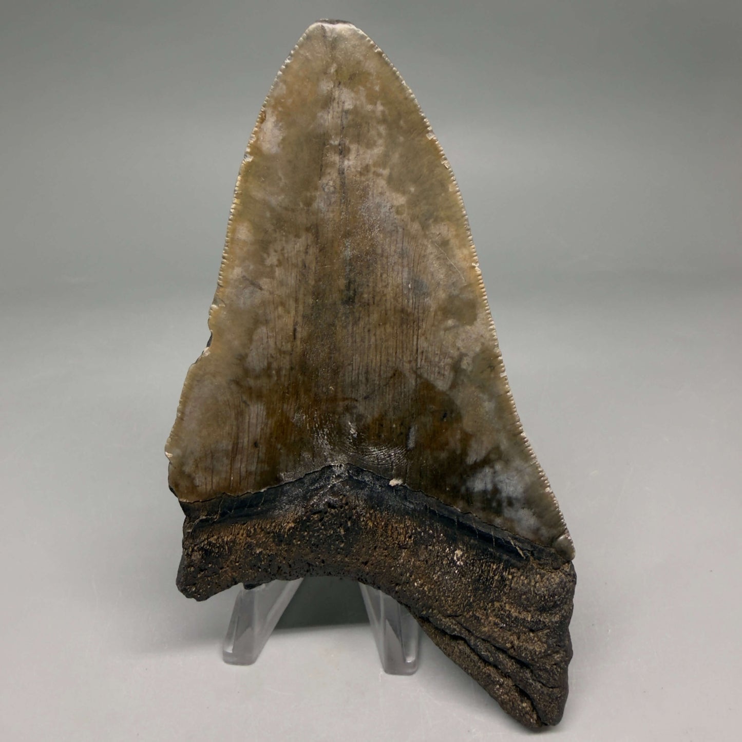 Back View Authentic lower 4.75" Megalodon Tooth from South Carolina – Great Shape megalodonteeth.com CM6669