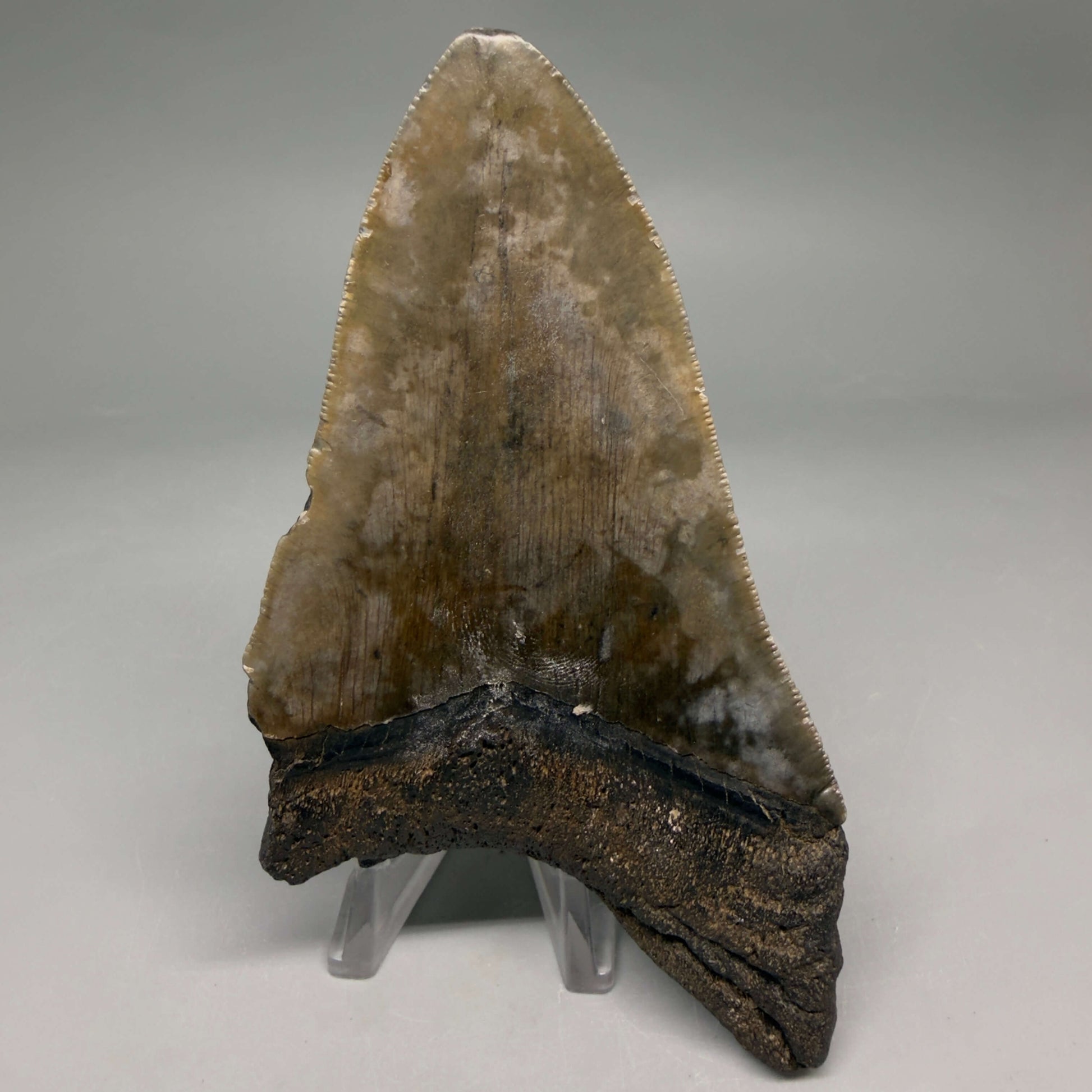 Back View Authentic lower 4.75" Megalodon Tooth from South Carolina – Great Shape megalodonteeth.com CM6669