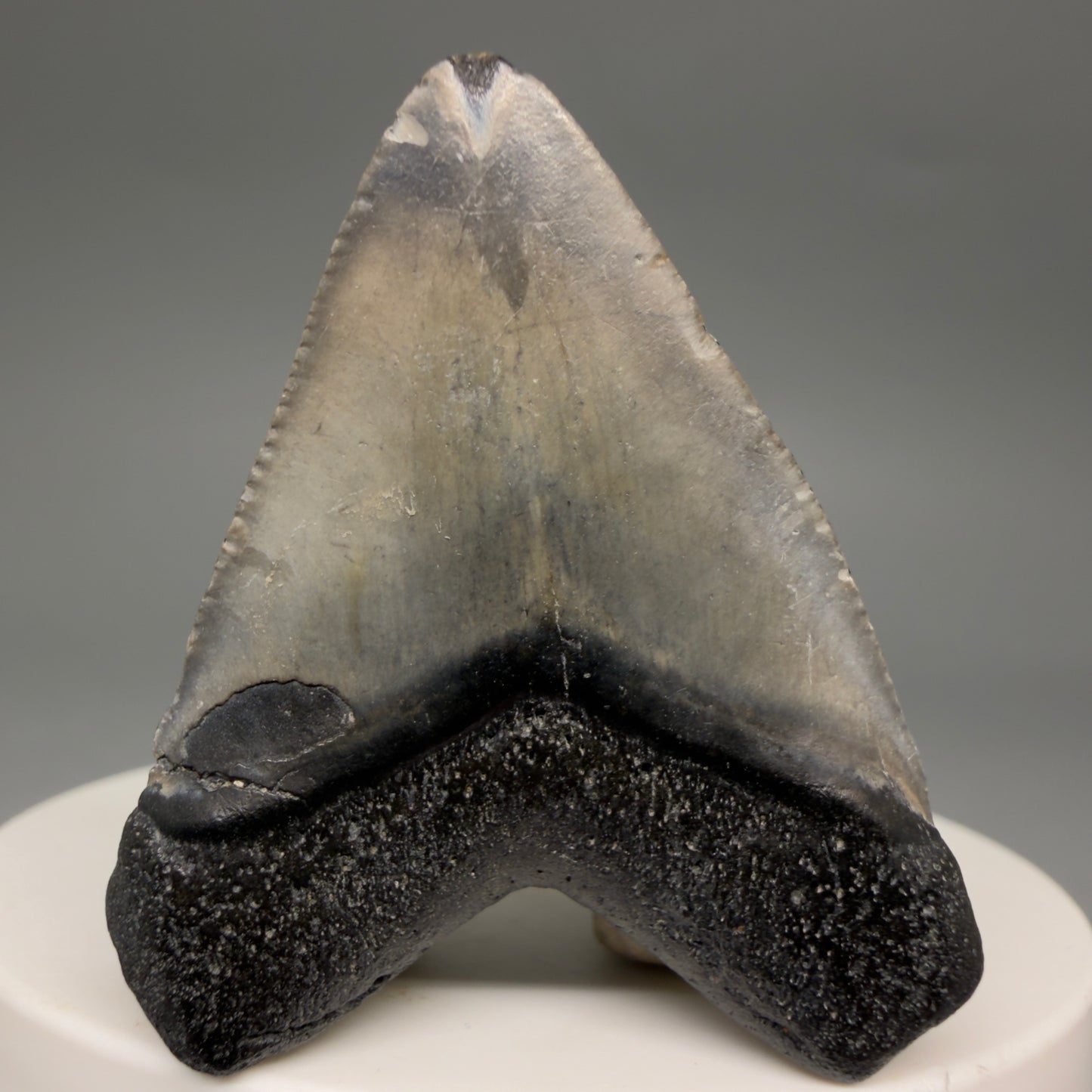 Back View Baby 1.72" Colorful Fossil Megalodon Tooth – South Carolina River Find | Authentic Megalodon Tooth megalodonteeth.com CM6538