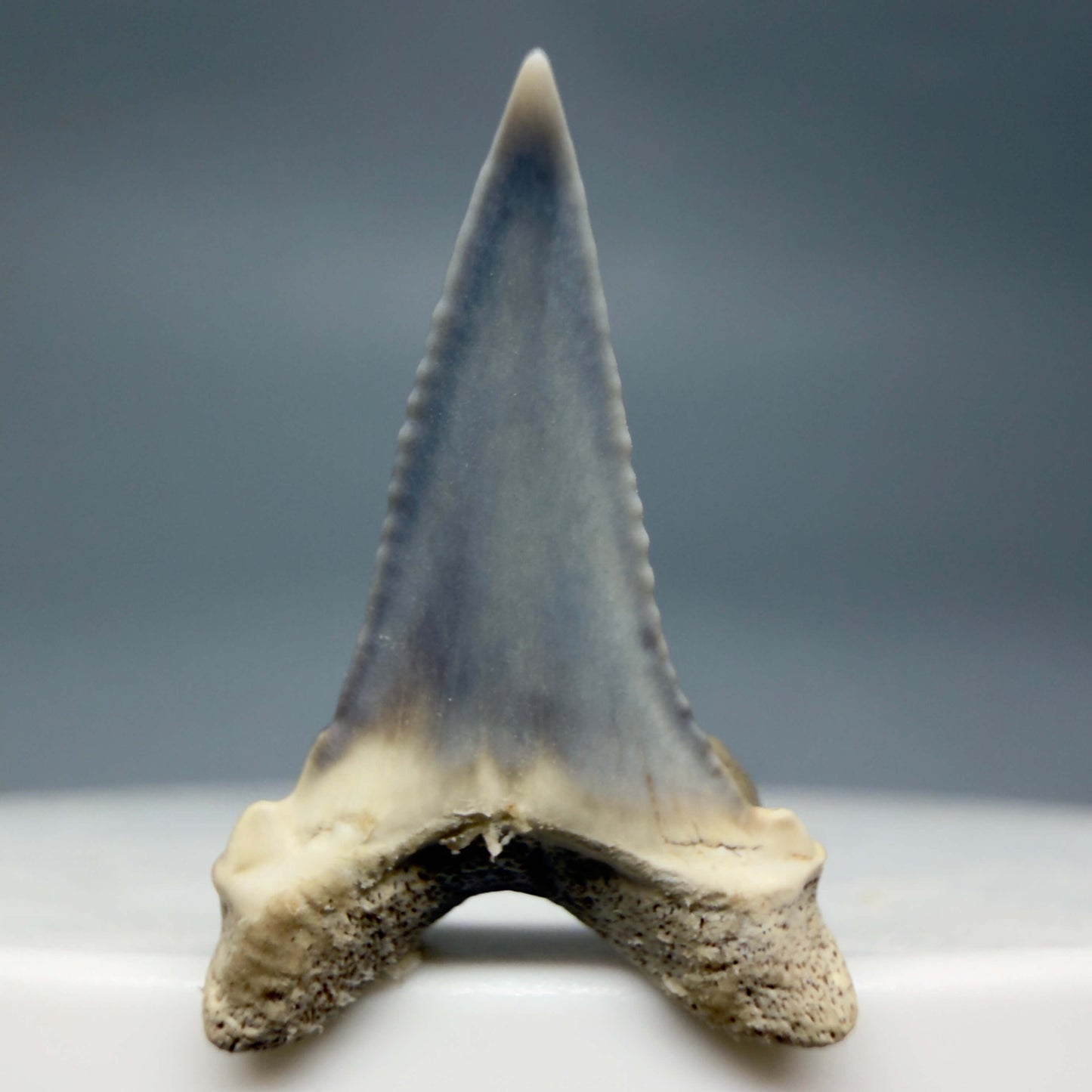 Back View Baby Upper Anterior 0.72" Juvenile Fossil Great White Shark Tooth from Peru GW1353