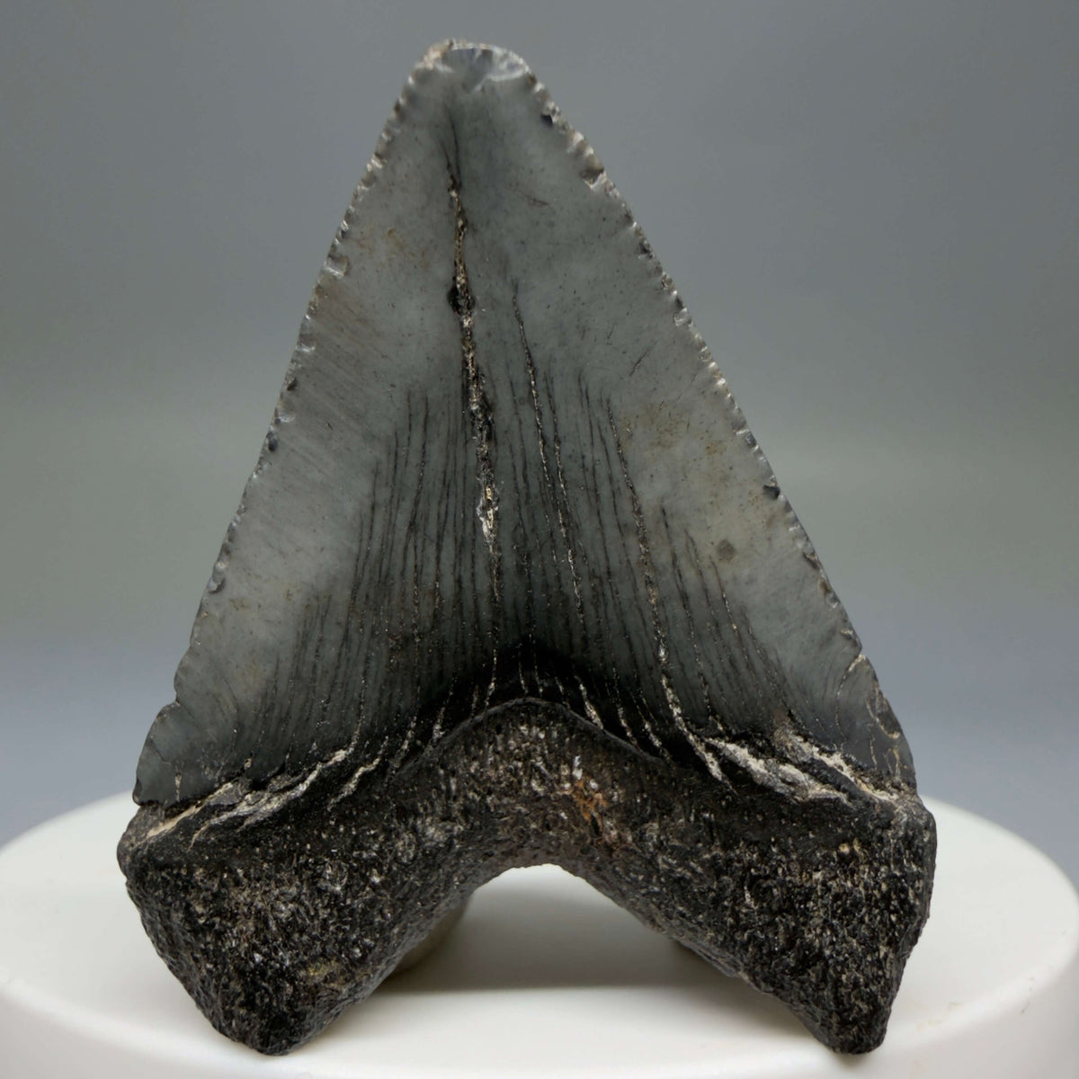 Back View Baby, colorful 1.68" Juvenile Fossil Megalodon Tooth – South Carolina River Find | Authentic megalodonteeth.com CM6780 