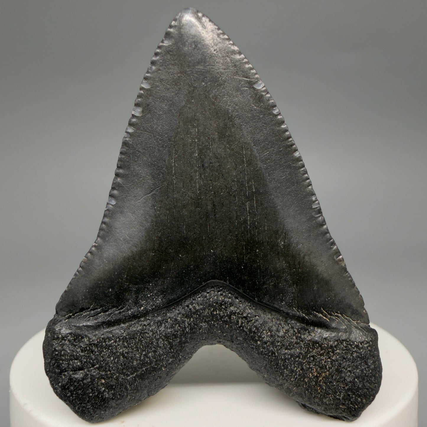 Back View Baby, colorful 2.13" Juvenile Fossil Megalodon Tooth – South Carolina River Find | Authentic megalodonteeth.com CM6548