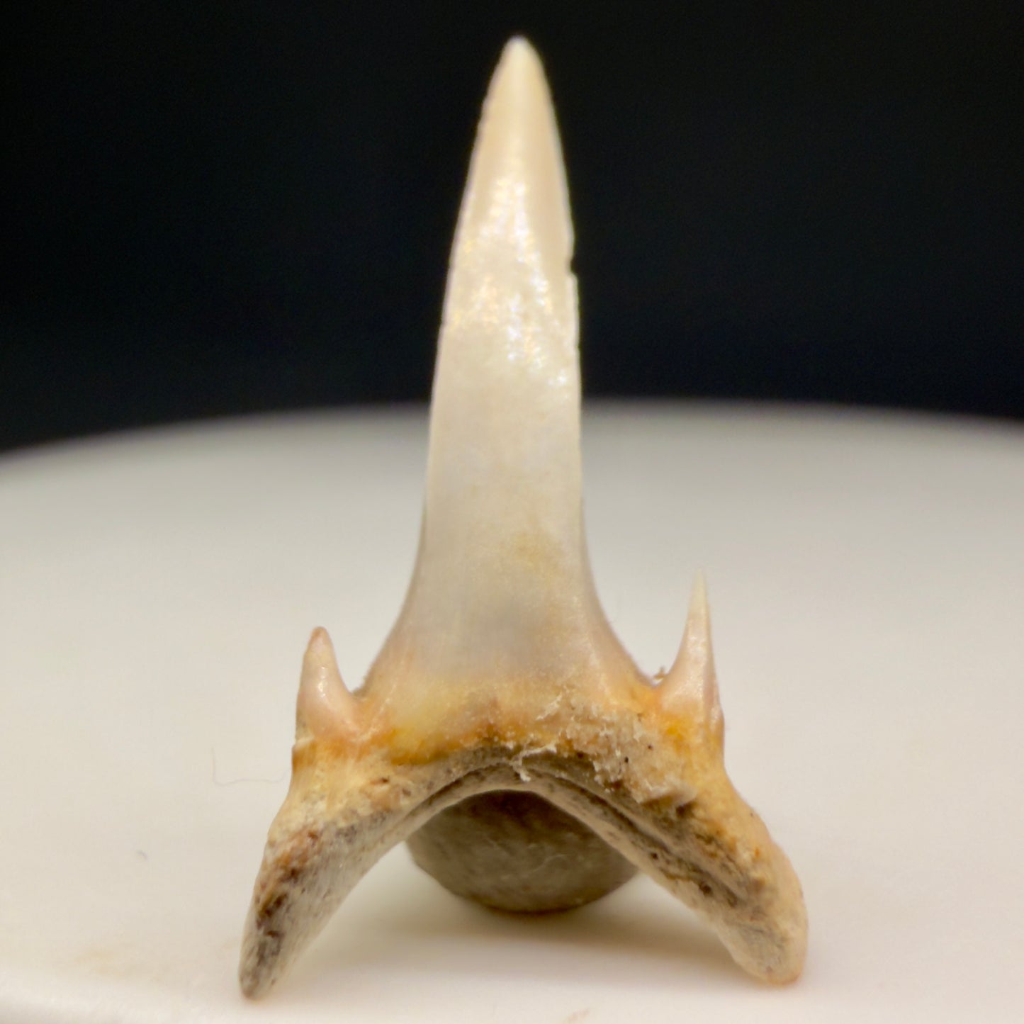 Back View Beautiful 0.67" Fossil Extinct Mackerel Shark tooth - Summerville, SC megalodonteeth.com R651