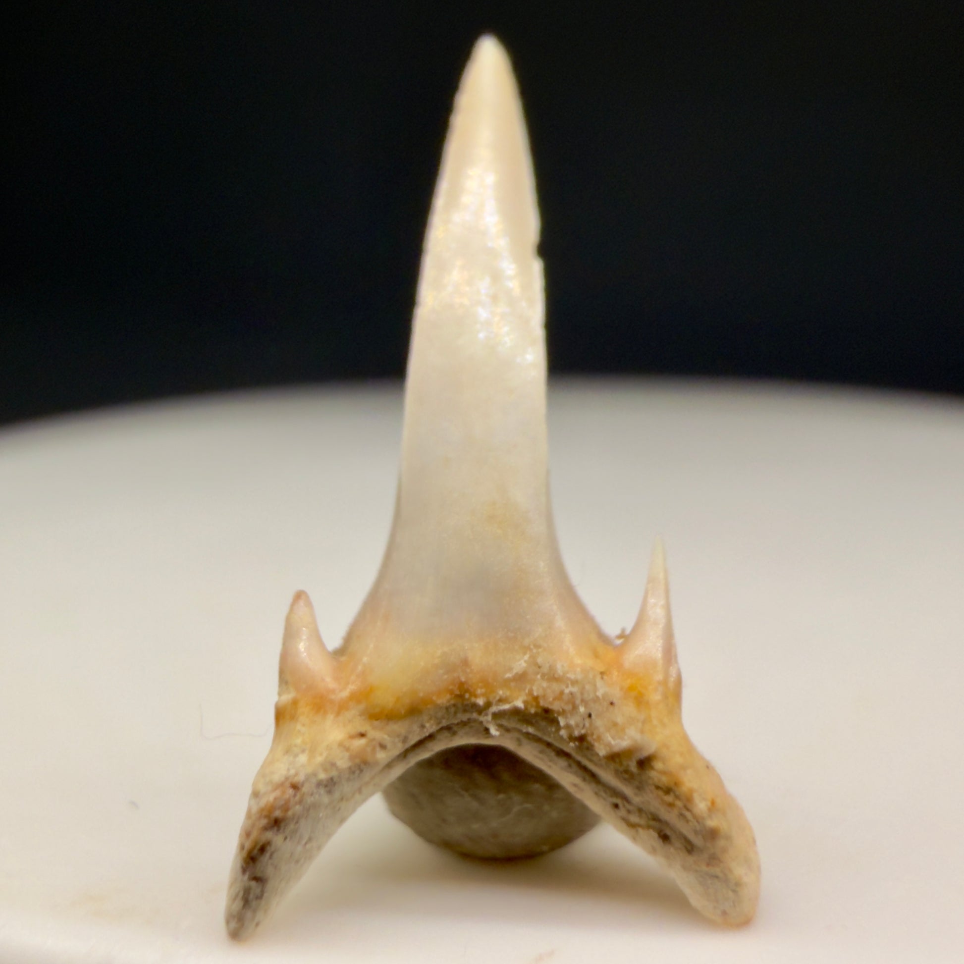 Back View Beautiful 0.67" Fossil Extinct Mackerel Shark tooth - Summerville, SC megalodonteeth.com R651
