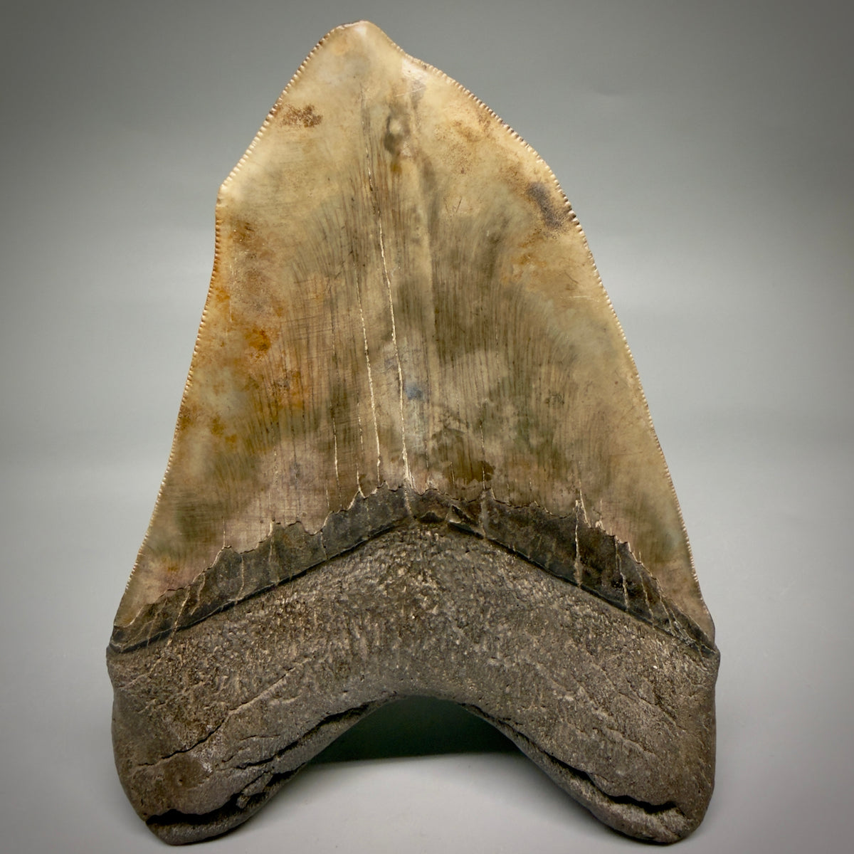 Back View Beautiful, Deformed, serrated 5.56" Fossil Megalodon Tooth - South Carolina megalodonteeth.com CM6600