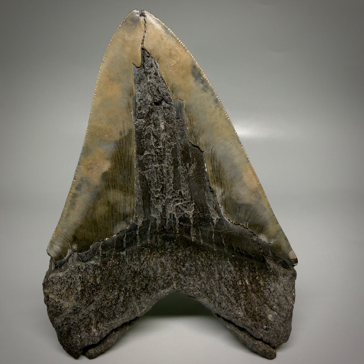 Back View Beautiful, Large 5.98" Fossil Megalodon Tooth - South Carolina megalodonteeth.com CM6602