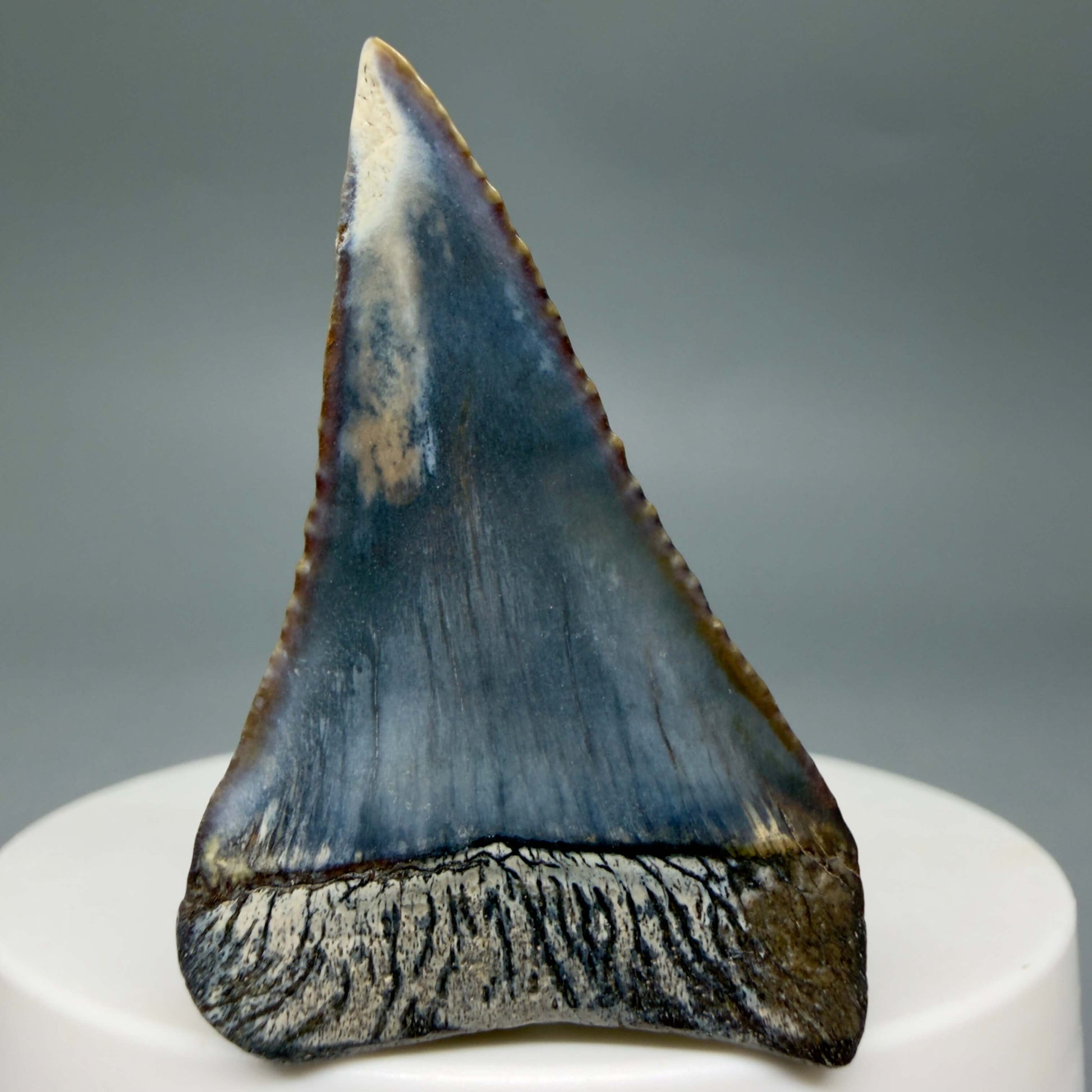 Back View Beautiful, colorful 1.79" long Fossil Great White Tooth from the deserts of Peru GW1359