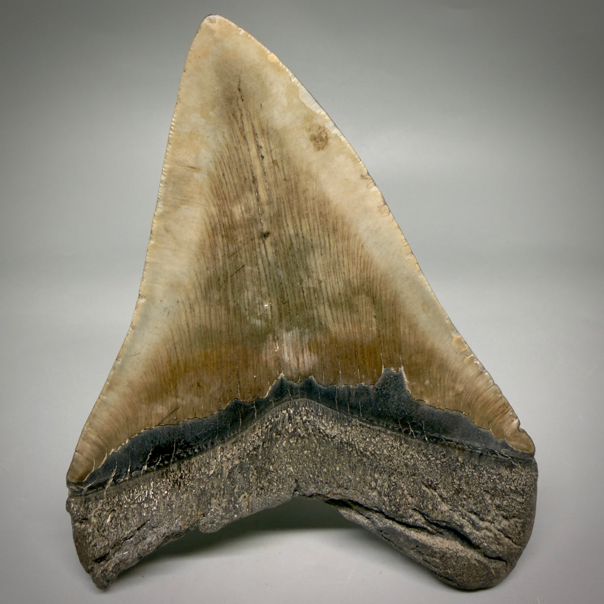 Back View Beautiful, colorful 5.21" Fossil Megalodon Tooth - South Carolina megalodonteeth.com CM6596