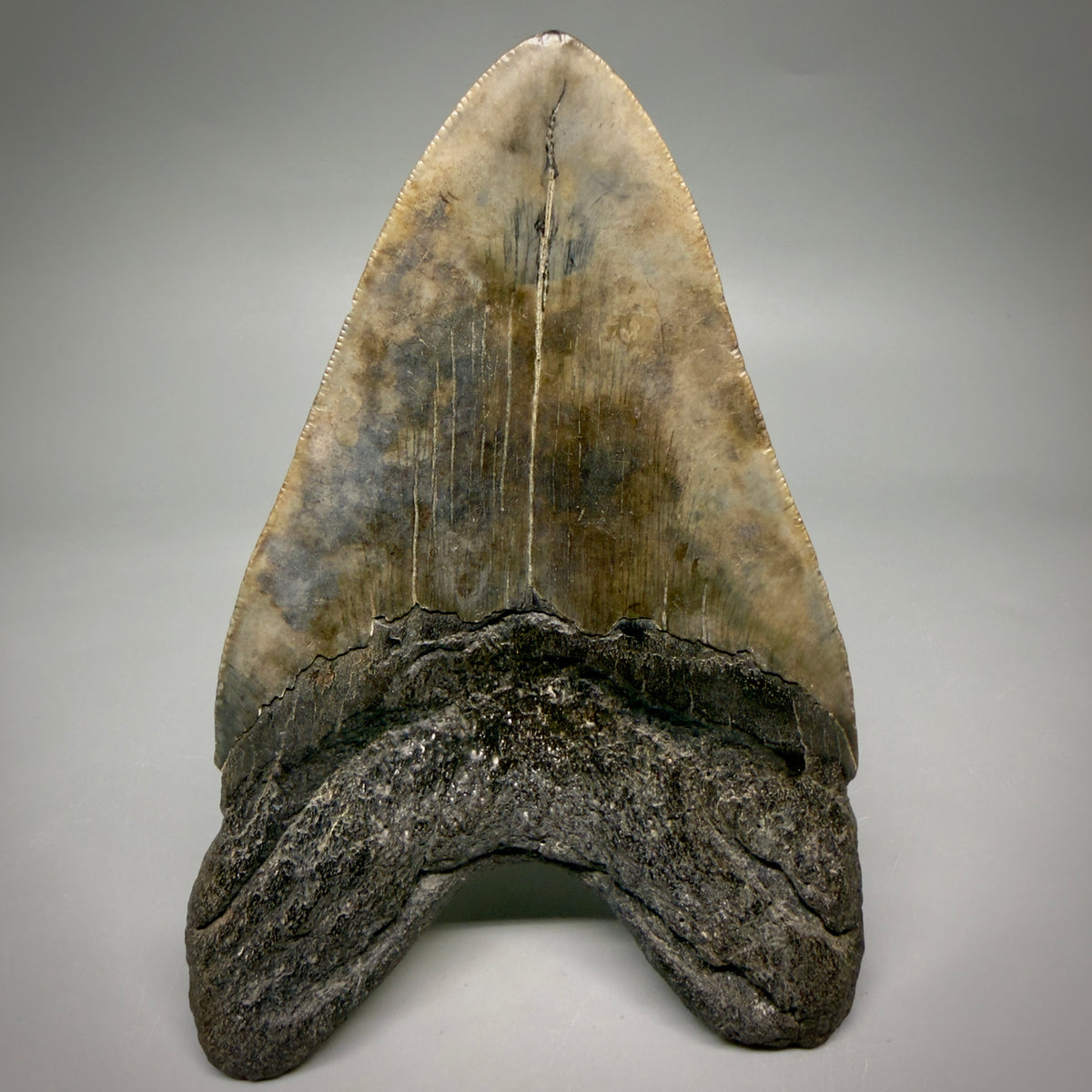 Back View Beautiful, heart-shaped 5.58" Fossil Megalodon Tooth - South Carolina megalodonteeth.com CM6599