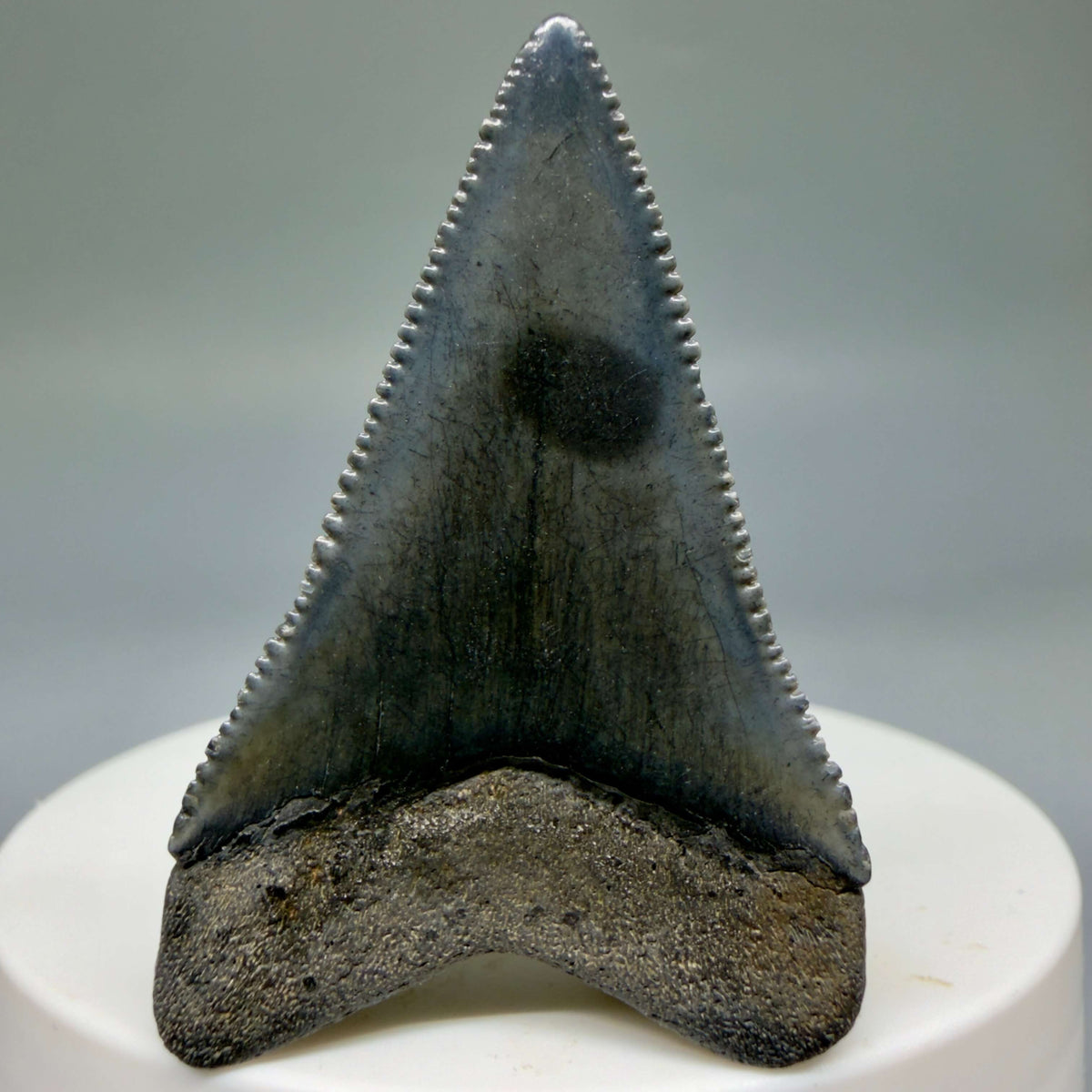 Back View Beautiful, serrated 1.82" Fossil Great White Shark Tooth - South Carolina megalodonteeth.com GW1401
