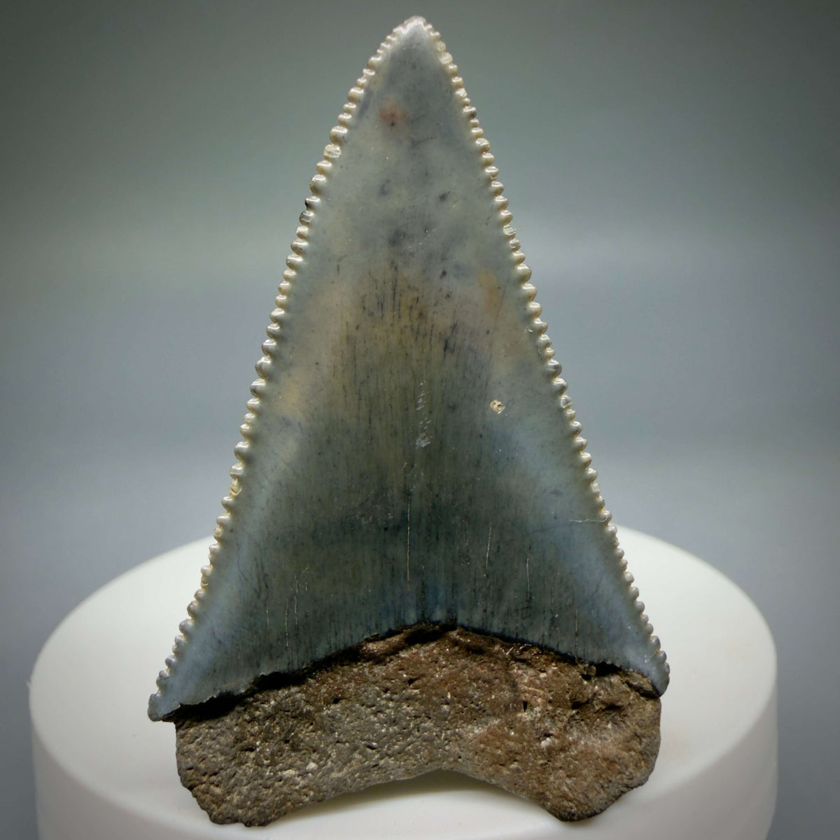 Back View Beautiful, serrated 2.06" Fossil Great White Shark Tooth - South Carolina megalodonteeth.com GW1402