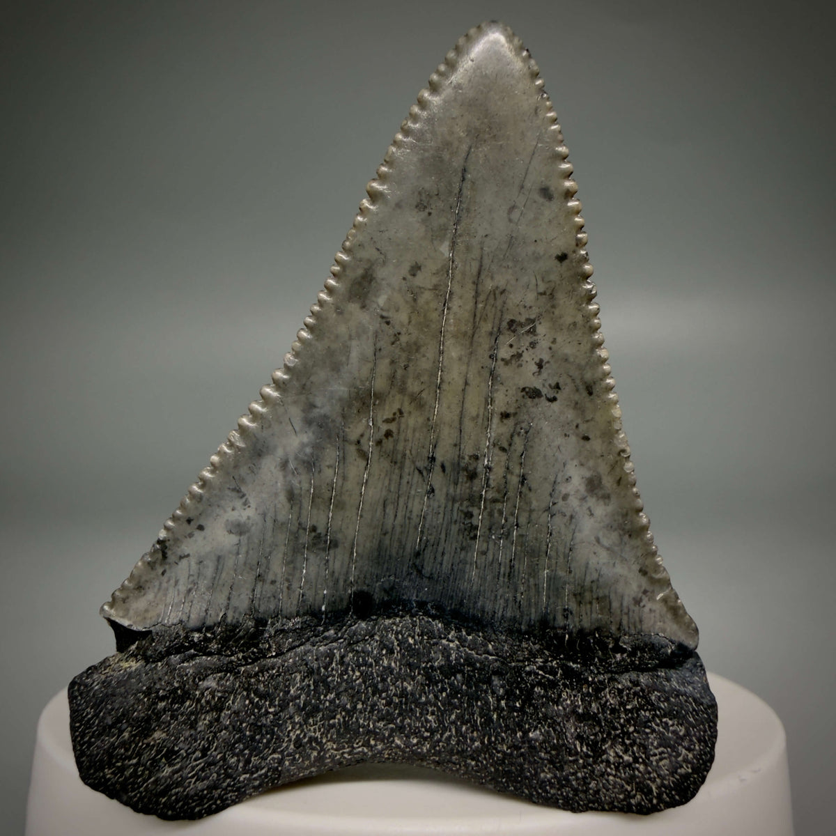 Back View Beautiful, serrated 2.17" Fossil Great White Shark Tooth - South Carolina megalodonteeth.com GW1389