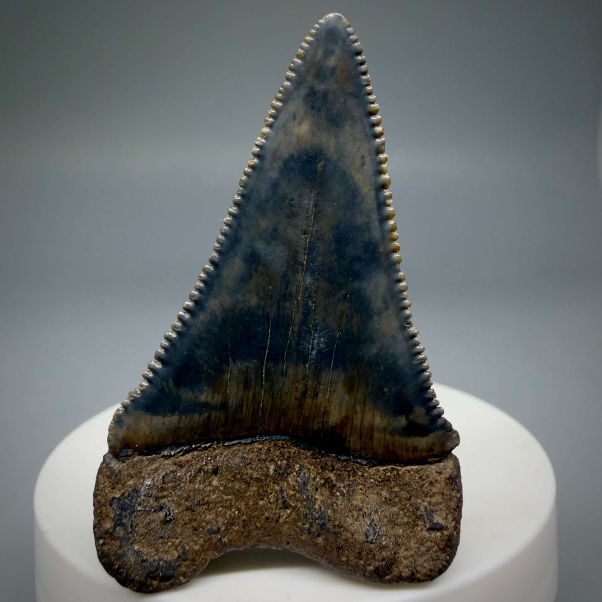 Back View Beautiful, serrated 2.21" Fossil Great White Shark Tooth - South Carolina megalodonteeth.com GW1403