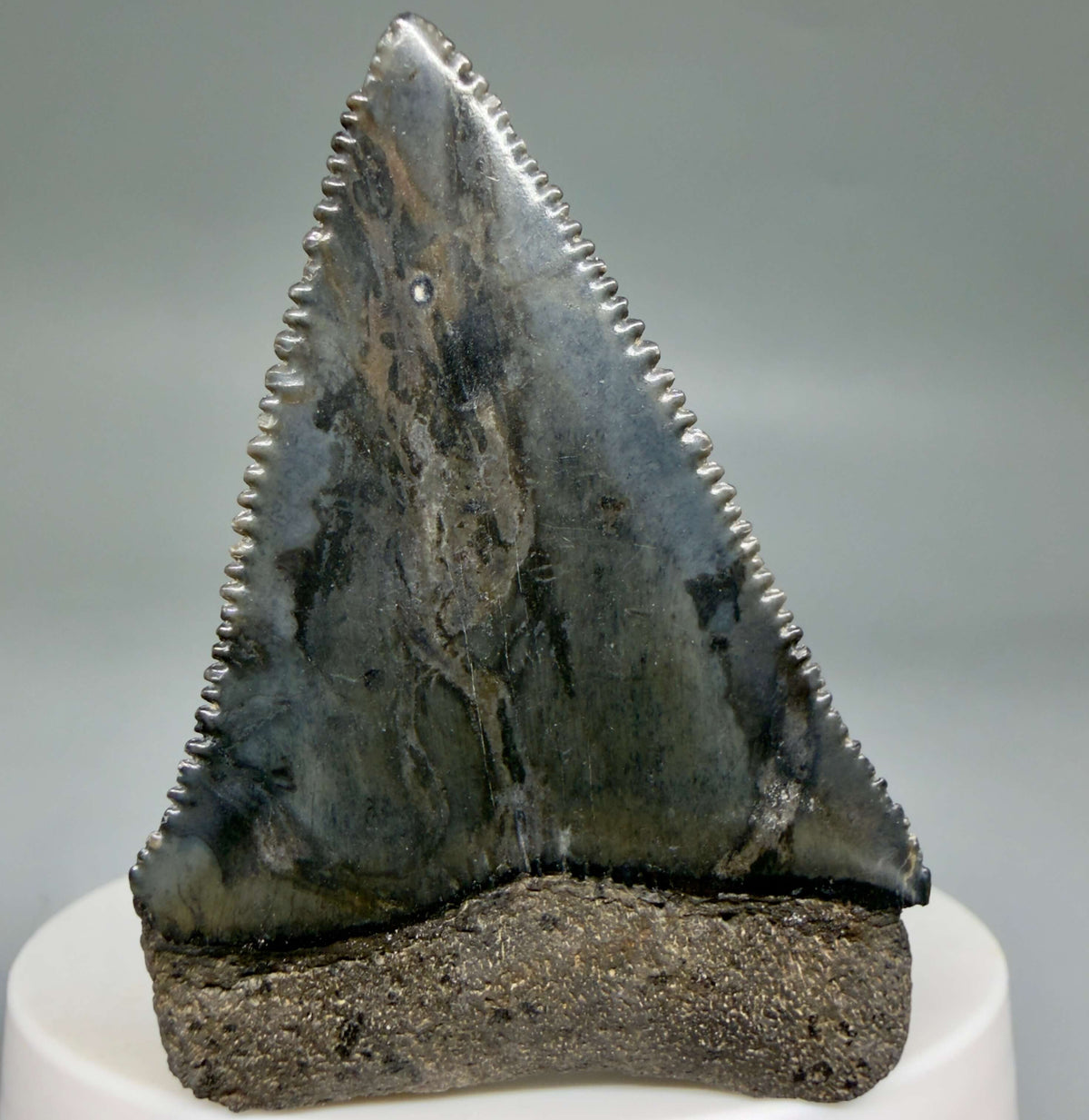 Back View Beautiful, serrated 2.22" Fossil Great White Shark Tooth - South Carolina megalodonteeth.com GW1390