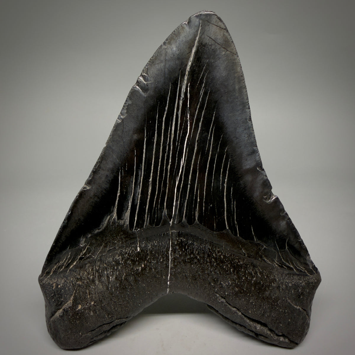 Back View Black, Large 5.75" Fossil Megalodon Tooth - South Carolina megalodonteeth.com CM6601 