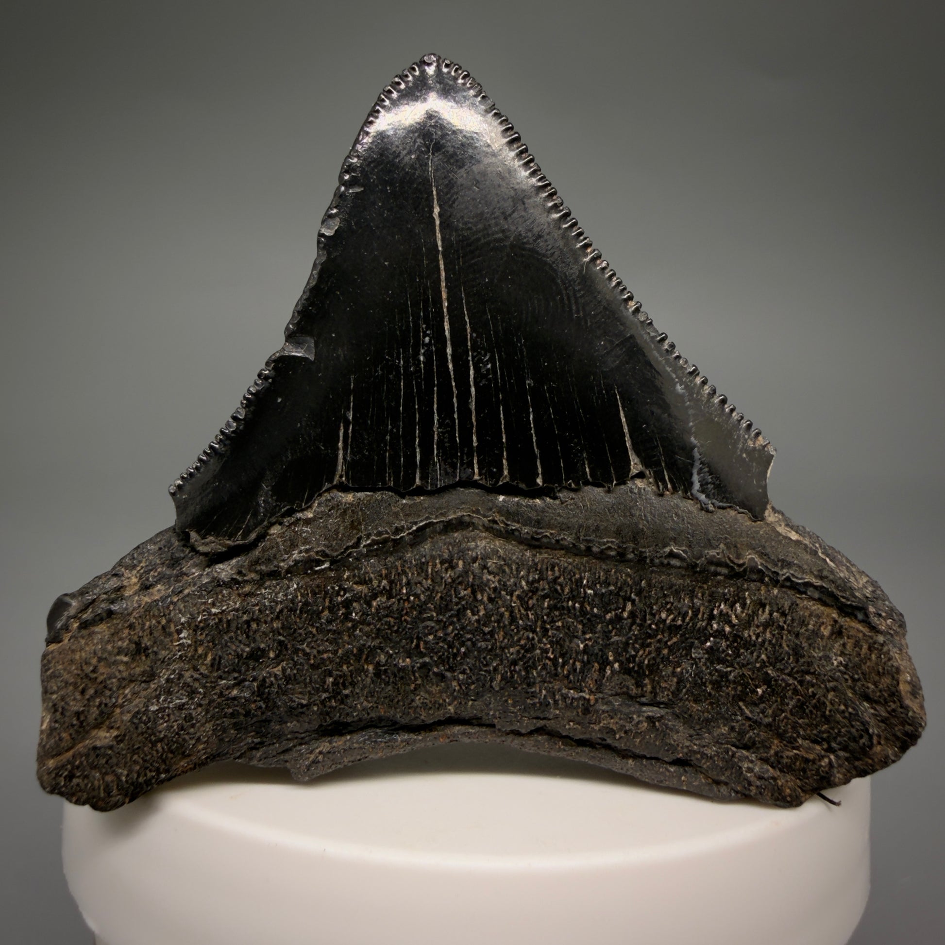 Back View Black, sharply serrated 2.38" Fossil Megalodon Shark Tooth - Georgia megalodonteeth.com CM6521