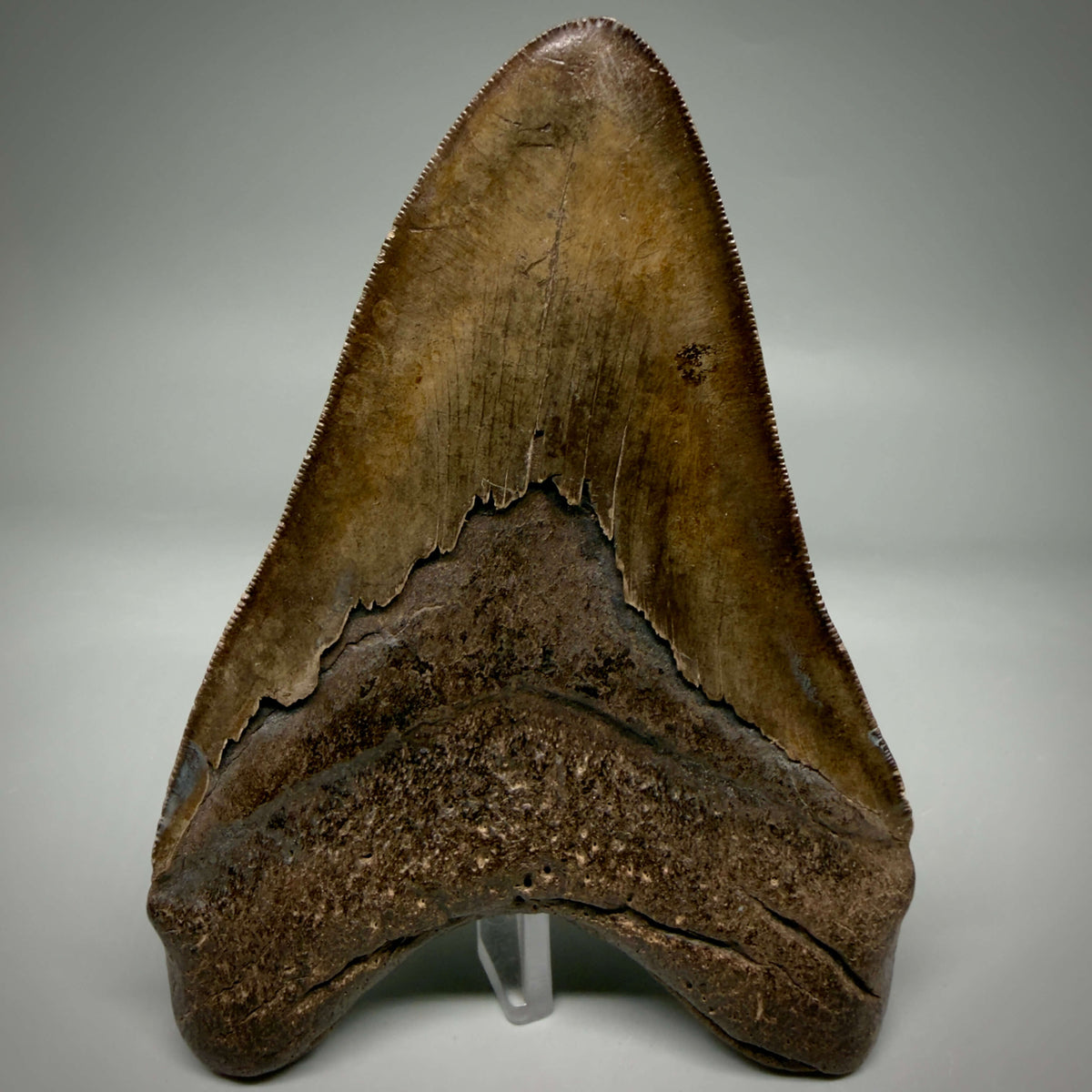 Back View Brown/Red prints, sharply serrated 5.16" Fossil Megalodon Shark Tooth from Georgia megalodonteeth.com CM6707 