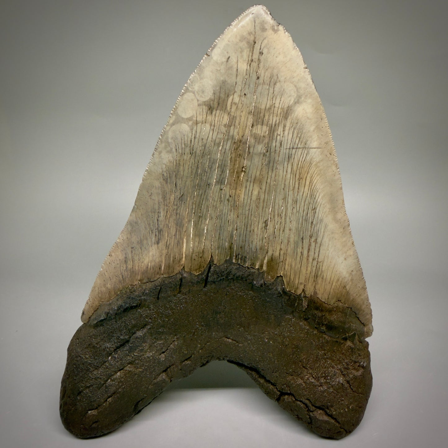 Back View Close to Max size of 7" Fossil Monster Megalodon Tooth - South Carolina, USA megalodonteeth.com CM6608