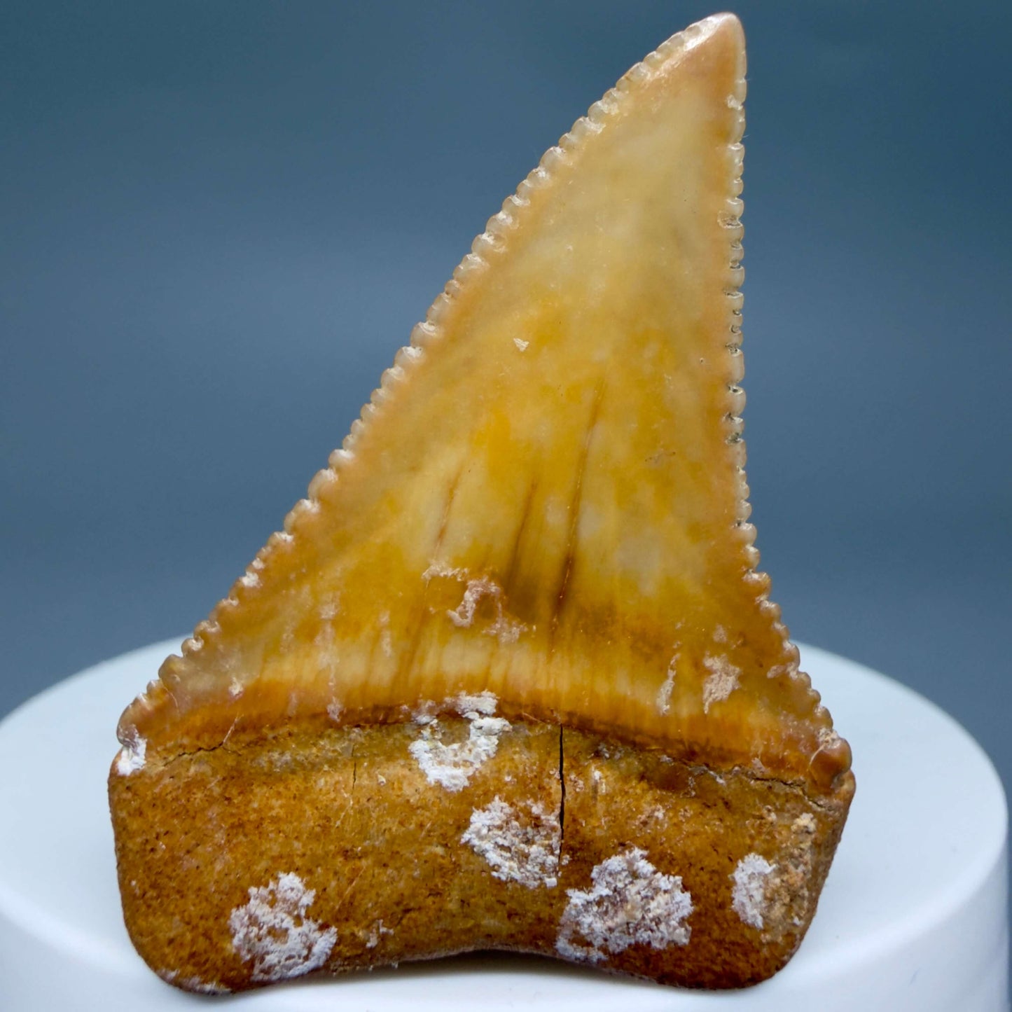 Back View Collector's Quality 1.82" long Fossil Great White Tooth from the deserts of Peru GW1360