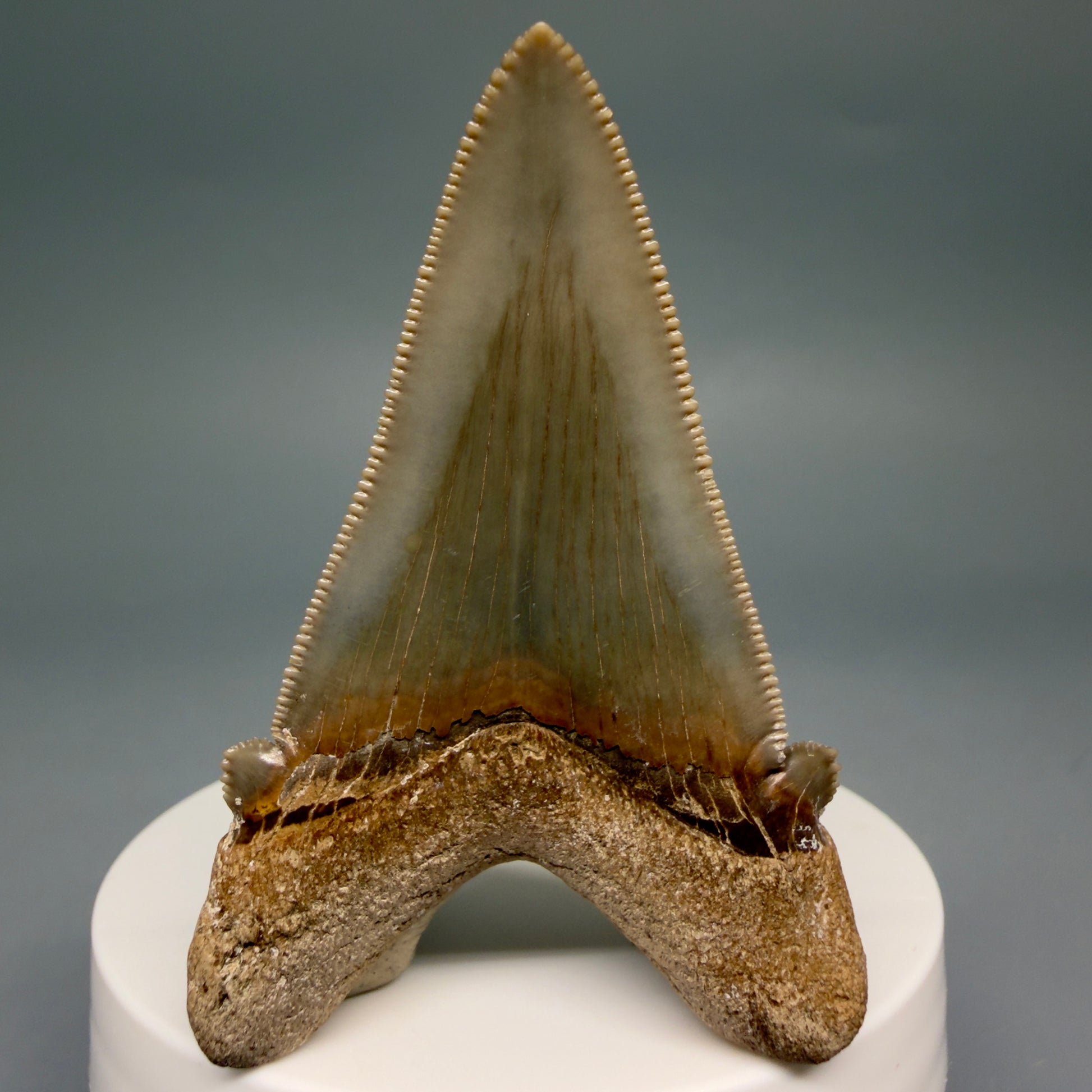 Back View Collector's Quality 2.51" Fossil Carcharocles angustidens Shark Tooth from Charleston, South Carolina AN472