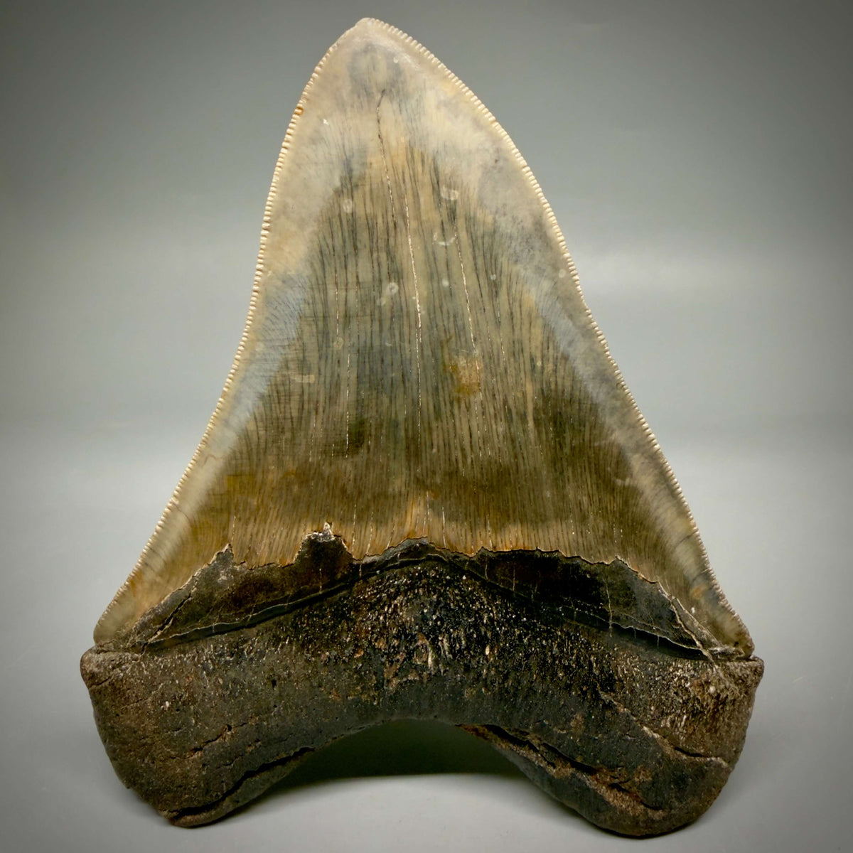 Back View Collector's Quality, heart-shaped 5.08" Fossil Megalodon Tooth - South Carolina megalodonteeth.com CM6703