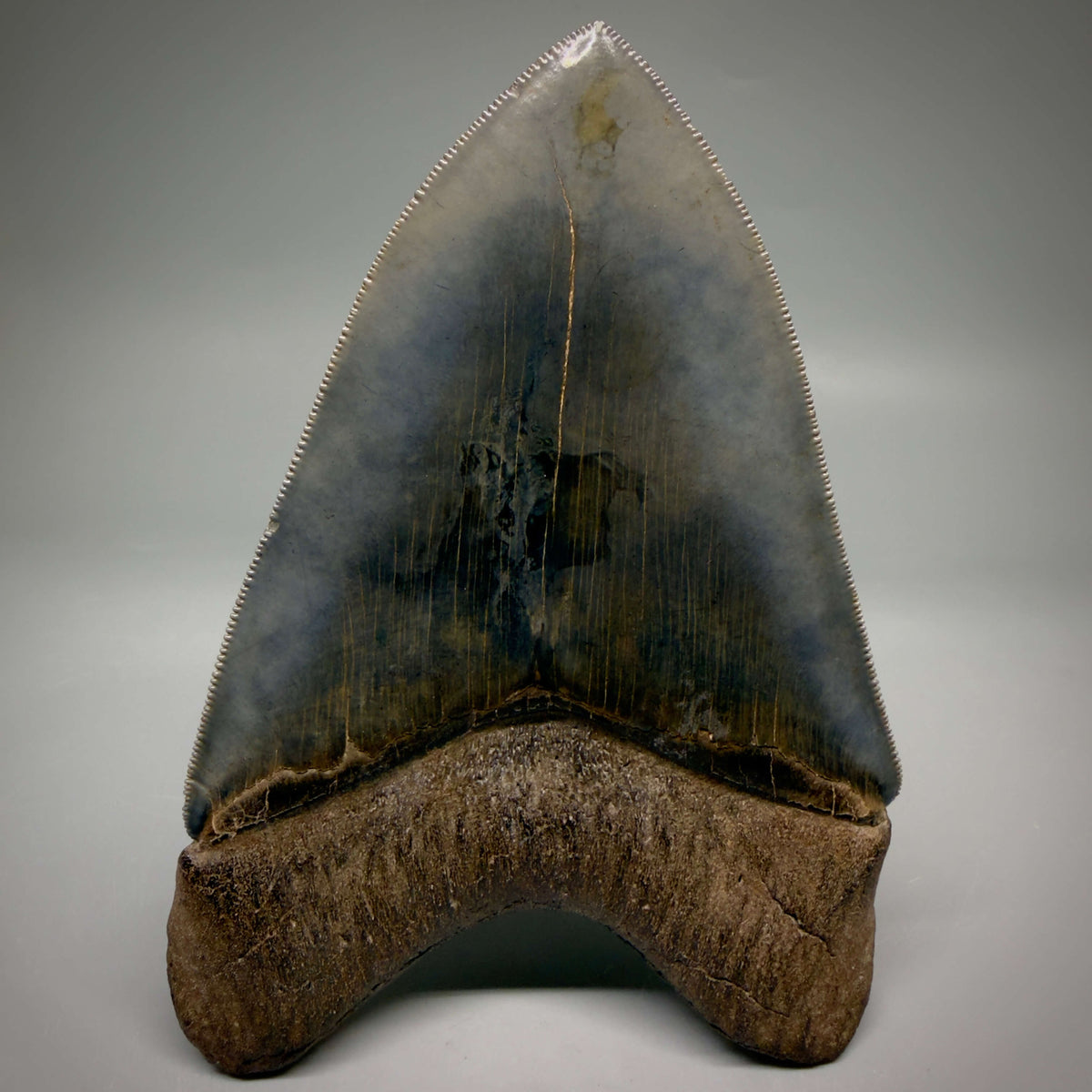 Back View Collector's Quality, heart-shaped 5.30" Fossil Megalodon Tooth - South Carolina megalodonteeth.com CM6705