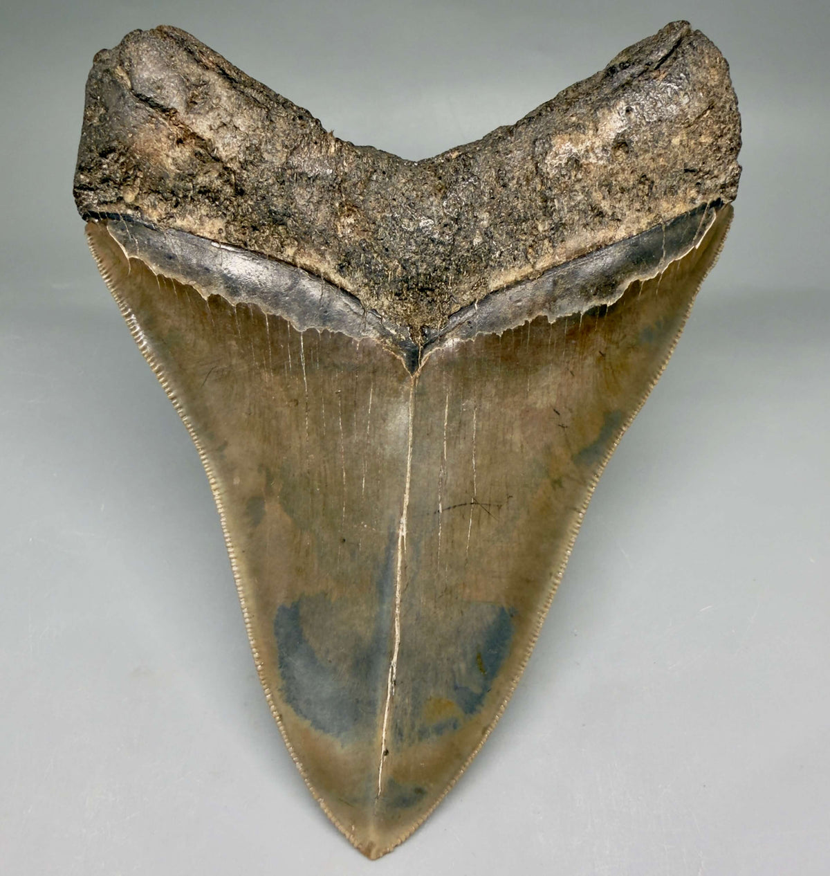 Back View Collector's Quality, heart-shaped 5.67" Fossil Megalodon Tooth - South Carolina megalodonteeth.com CM7606