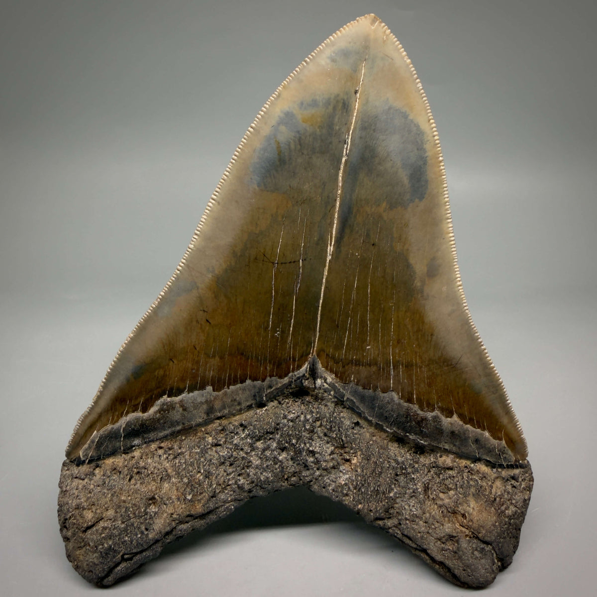 Back View Collector's Quality, heart-shaped 5.67" Fossil Megalodon Tooth - South Carolina megalodonteeth.com CM7606 - 1