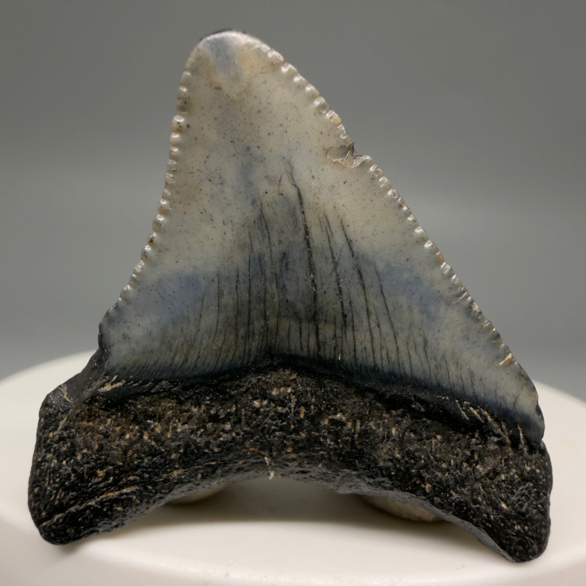 Back View Colorful 1.43" Fossil Megalodon Tooth – South Carolina River Find | Authentic megalodonteeth.com CM6722