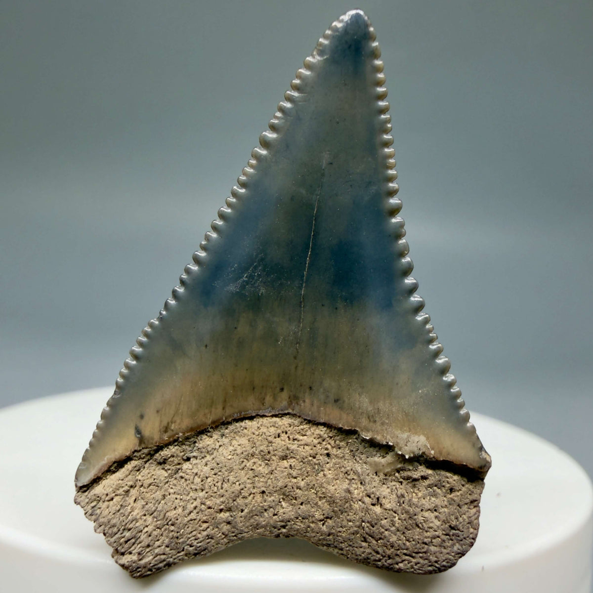 Back View Colorful 1.48" Fossil Great White Shark Tooth - South Carolina megalodonteeth.com GW1399