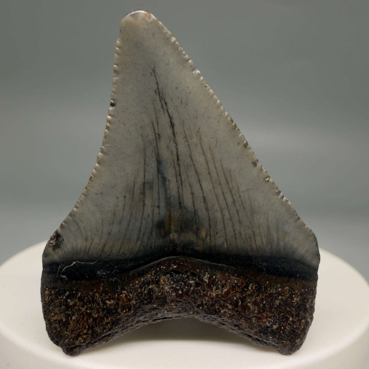 Back View Colorful 1.72" Fossil Megalodon Tooth – South Carolina River Find | Authentic megalodonteeth.com CM6683