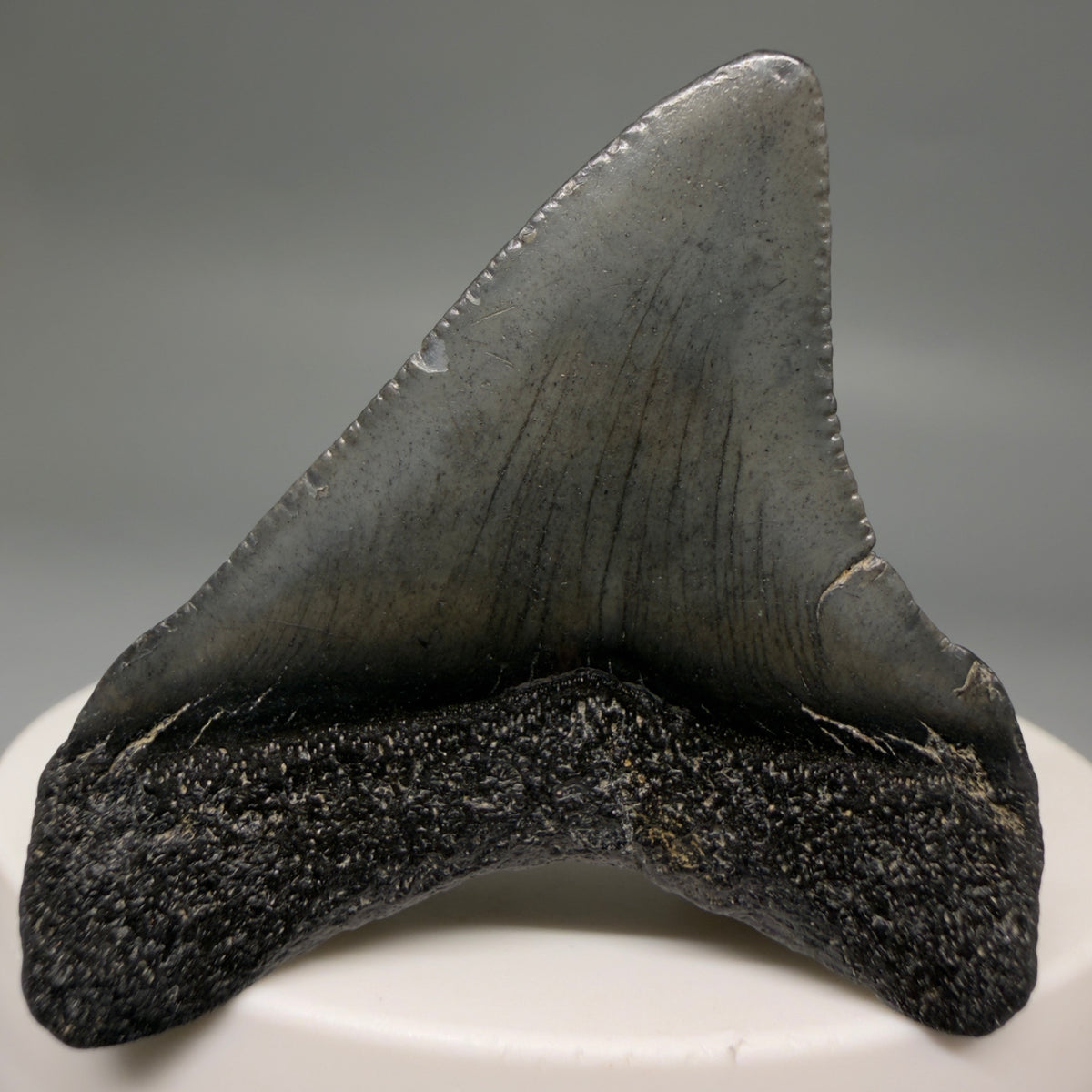 Back View Colorful 1.86" Fossil Megalodon Tooth – South Carolina River Find | Authentic megalodonteeth.com CM6726