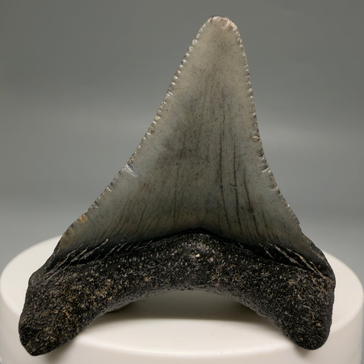Back View Colorful 1.87" Fossil Megalodon Tooth – South Carolina River Find | Authentic megalodonteeth.com CM6728