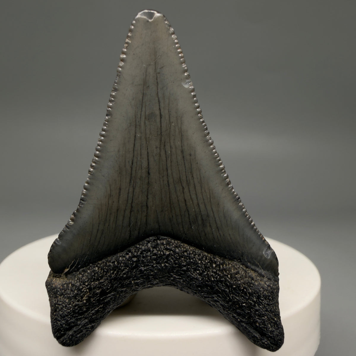 Back View Colorful 1.96" Fossil Megalodon Tooth – South Carolina River Find | Authentic megalodonteeth.com CM6727
