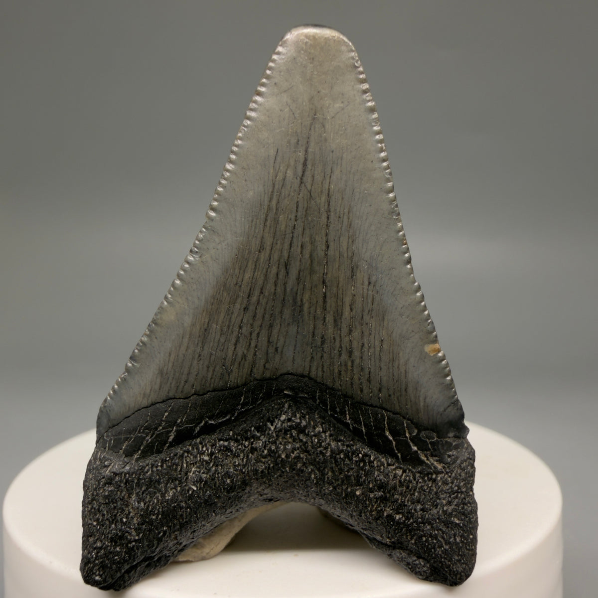 Back View Colorful 1.98" Fossil Megalodon Tooth – South Carolina River Find | Authentic megalodonteeth.com CM6729