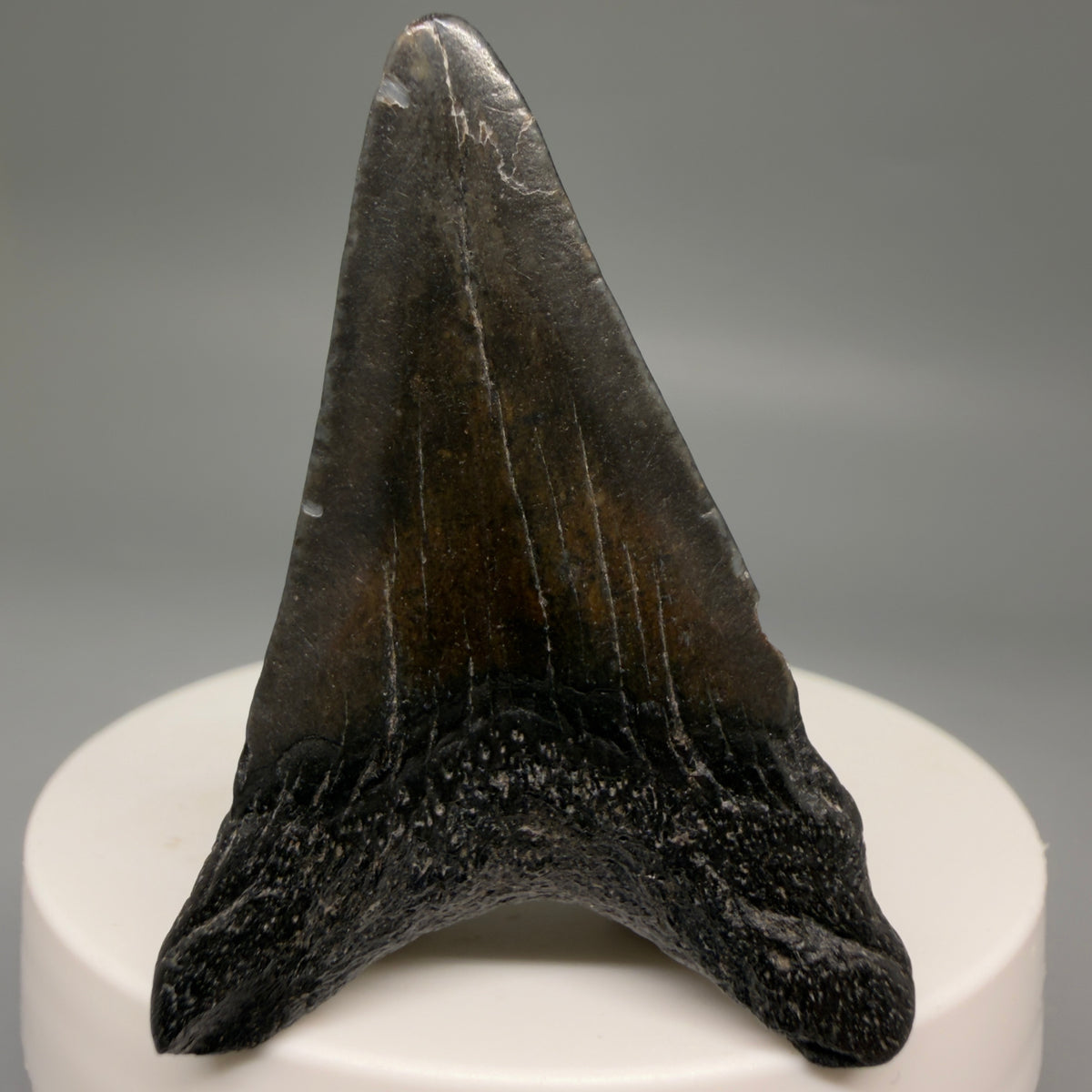 Back View Colorful 2.02" Fossil Megalodon Tooth – South Carolina River Find | Authentic megalodonteeth.com CM6730