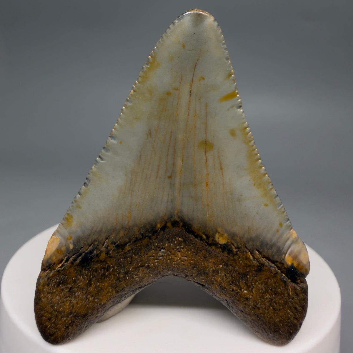 Back View Colorful 2.08" Fossil Megalodon Tooth - Authentic Carcharocles megalodon Fossil from North Carolina megalodonteeth.com CM6617