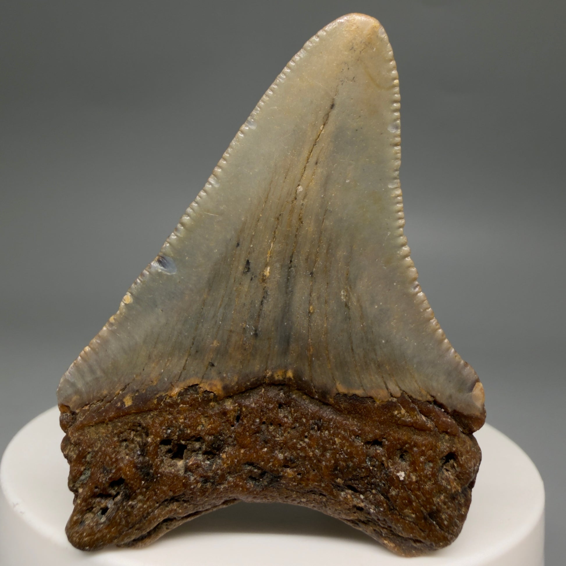 Back View Colorful 2.10" Fossil Megalodon Tooth - Authentic Carcharocles megalodon Fossil from North Carolina megalodonteeth.com CM6615