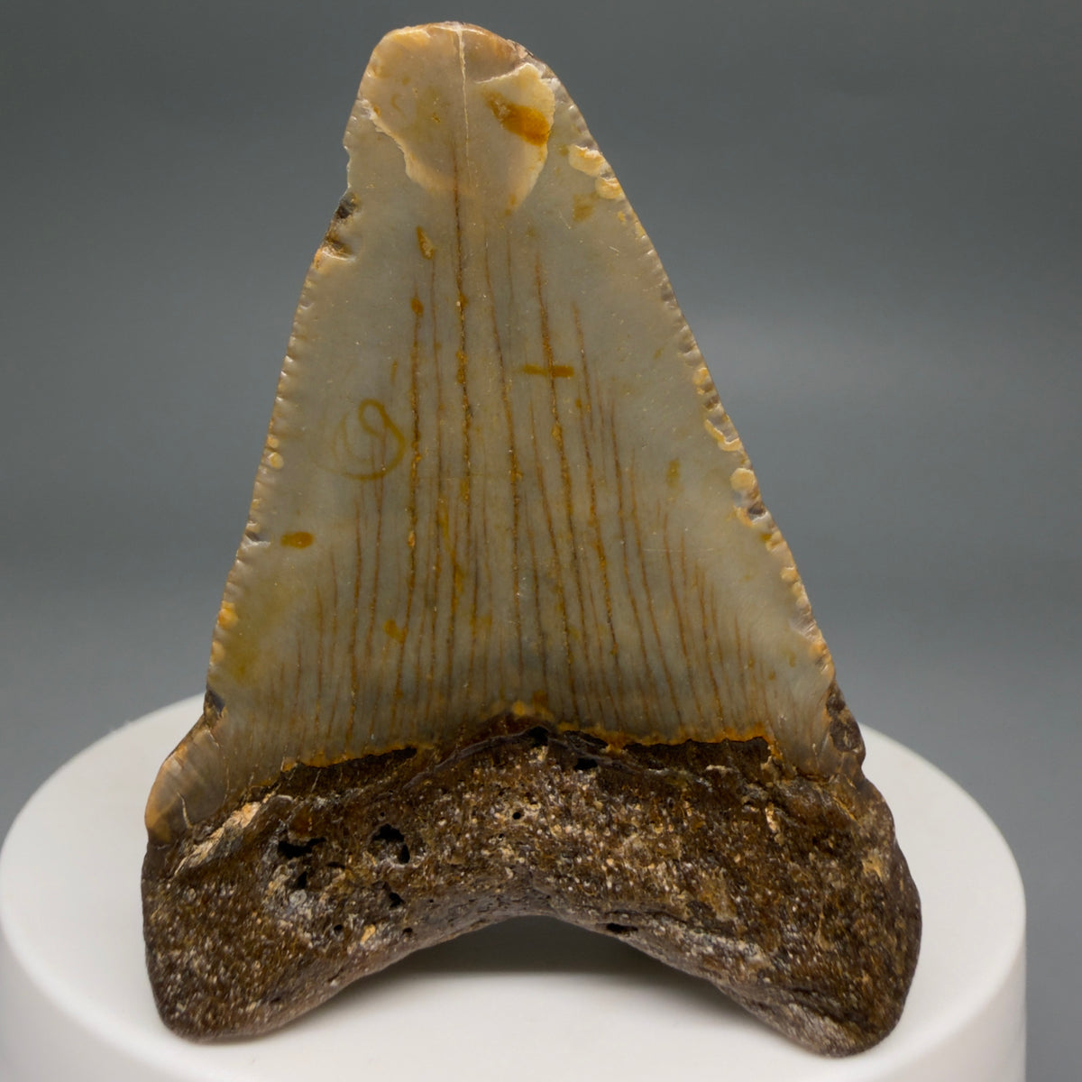 Back View Colorful 2.12" Fossil Megalodon Tooth - Authentic Carcharocles megalodon Fossil from North Carolina megalodonteeth.com CM6619