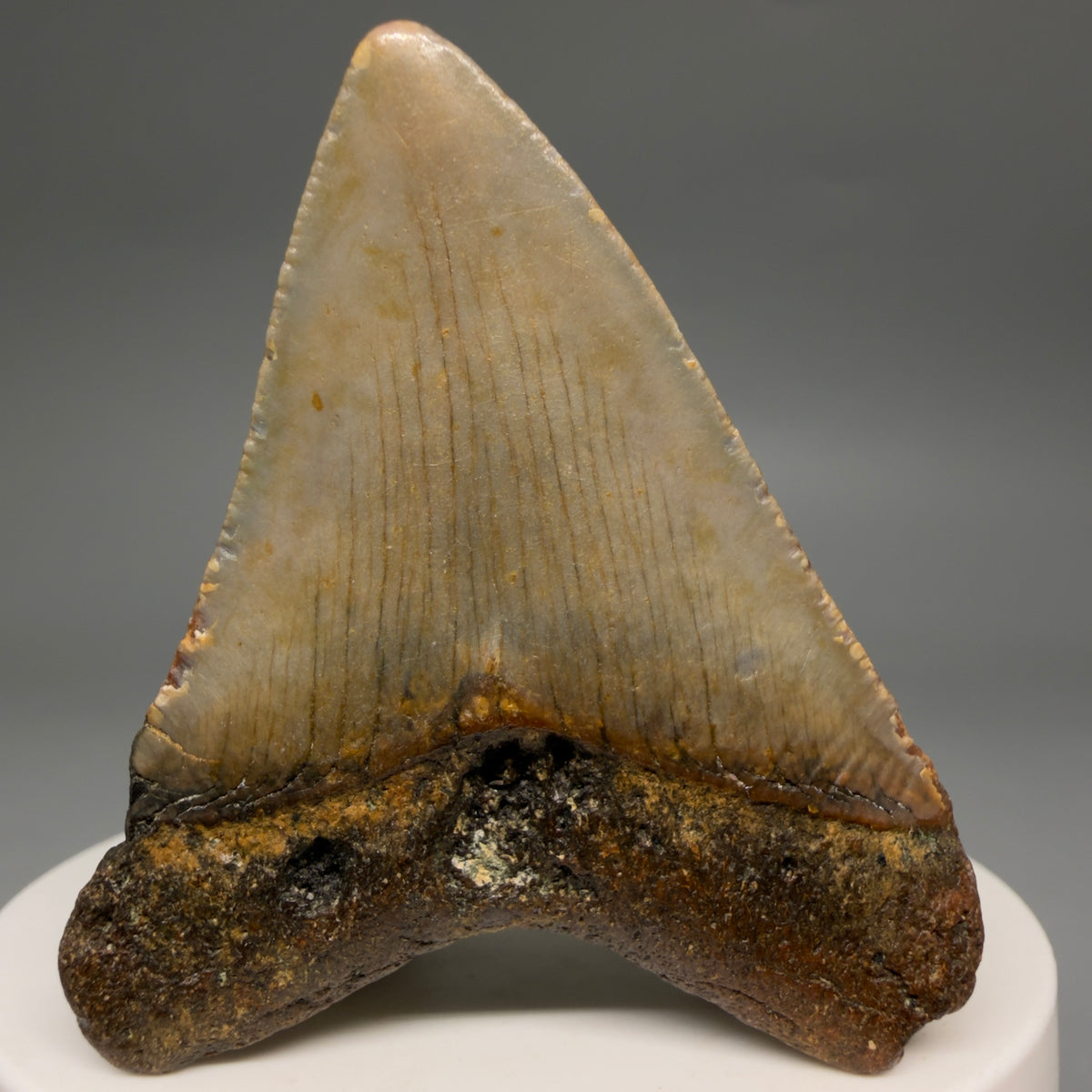 Back View Colorful 2.15" Fossil Megalodon Tooth - Authentic Carcharocles megalodon Fossil from North Carolina megalodonteeth.com CM6620